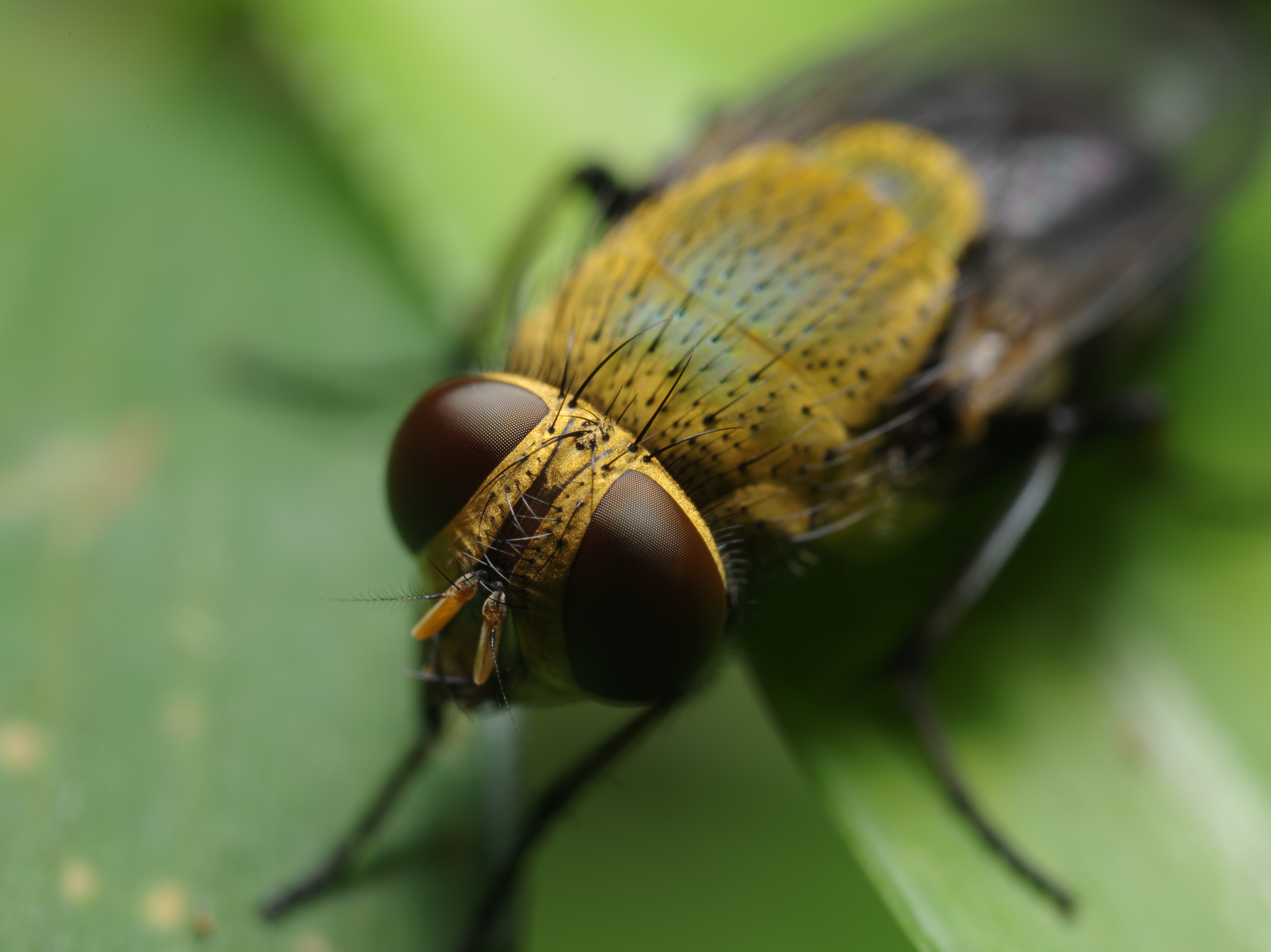 雑木林で見つけた、緑色の非常に綺麗なハエの一種。画像を拡大すると、生物と言うより高性能なマシンといったように見える。ZUIKO MACRO 38mm F2.8 / 1/125秒 / F8 / 0EV / ISO200 / マニュアル / WB：オート / 38mm