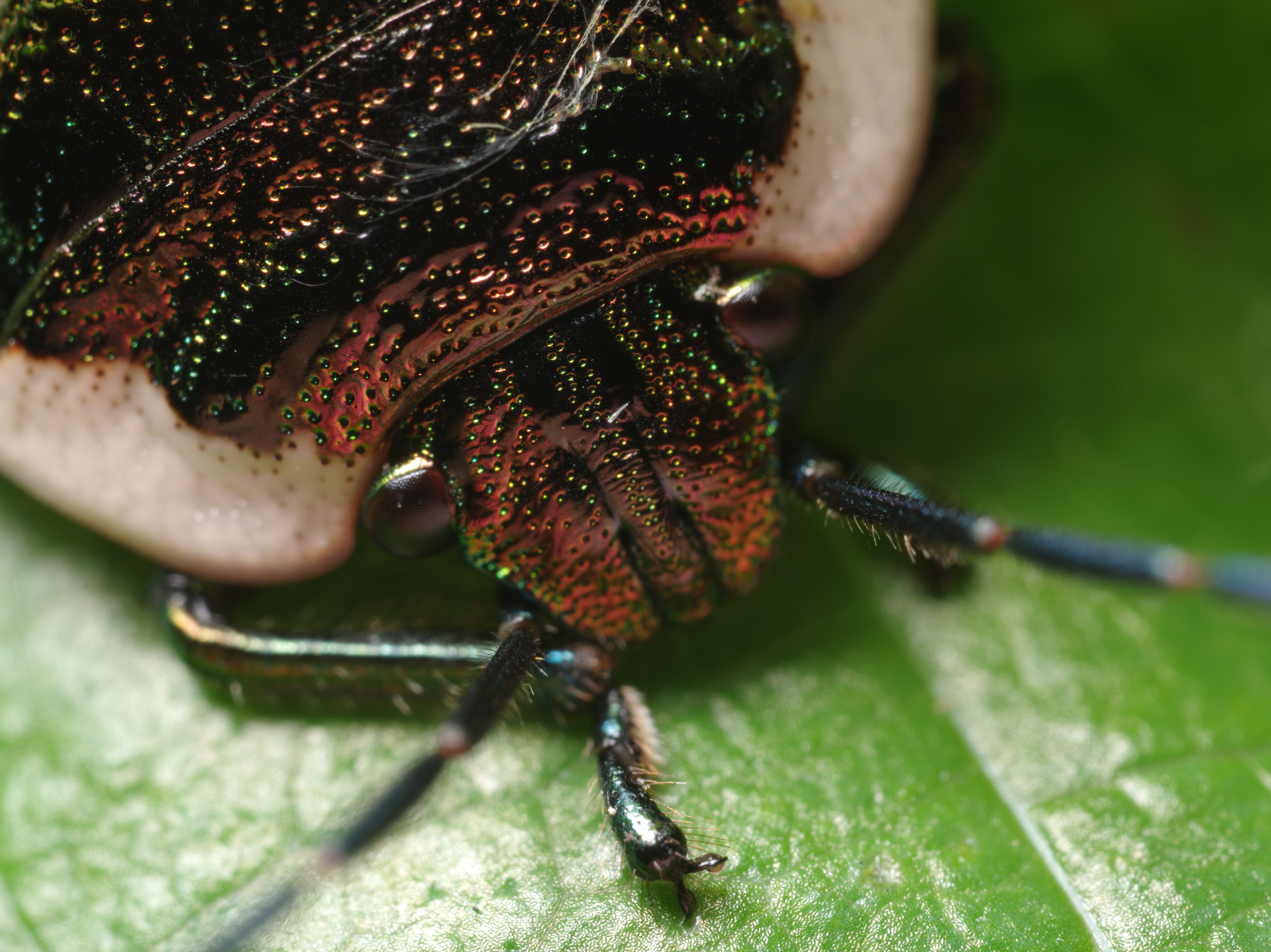 アカスジキンカメムシの幼虫の頭部。メタリックな質感が工芸品のような魅力を放つ。ZUIKO MACRO 38mm F2.8 / 1/125秒 / F8 / 0EV / ISO200 / マニュアル / WB：オート / 38mm