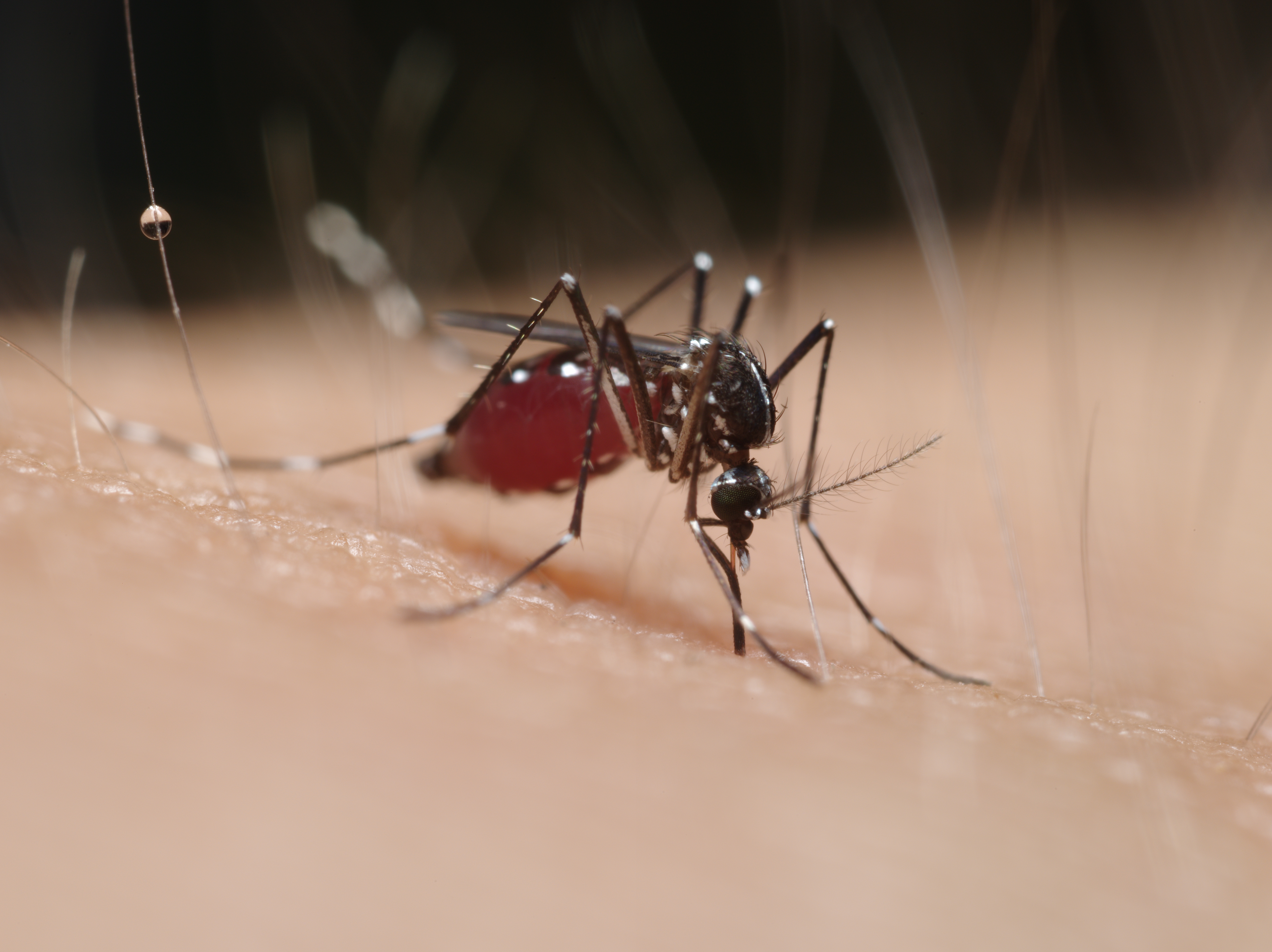 自分の腕にヤブ蚊がとまったので撮影してみた。当然ながらぼくの血を吸っているのだが、その様子が実に見事に写し出されている。ZUIKO MACRO 38mm F2.8 / 1/125秒 / F8 / 0EV / ISO200 / マニュアル / WB：オート / 38mm