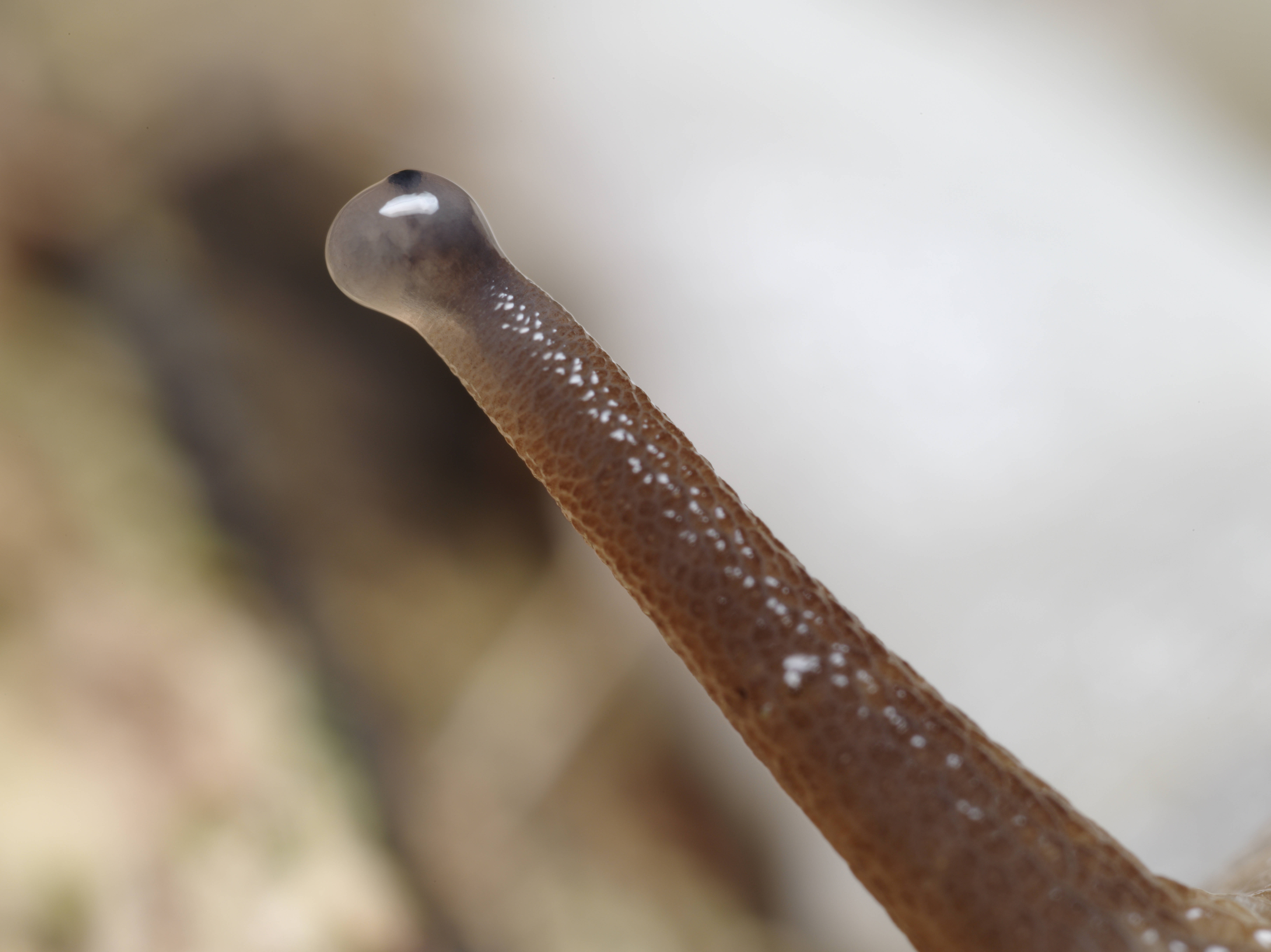 これは何かといえば、カタツムリの目の先端なのである。ものを見るための目ではなく、光の方向を感じるセンサーといった感じだろうか。ZUIKO MACRO 38mm F2.8 / 1/125秒 / F8 / 0EV / ISO200 / マニュアル / WB：オート / 38mm