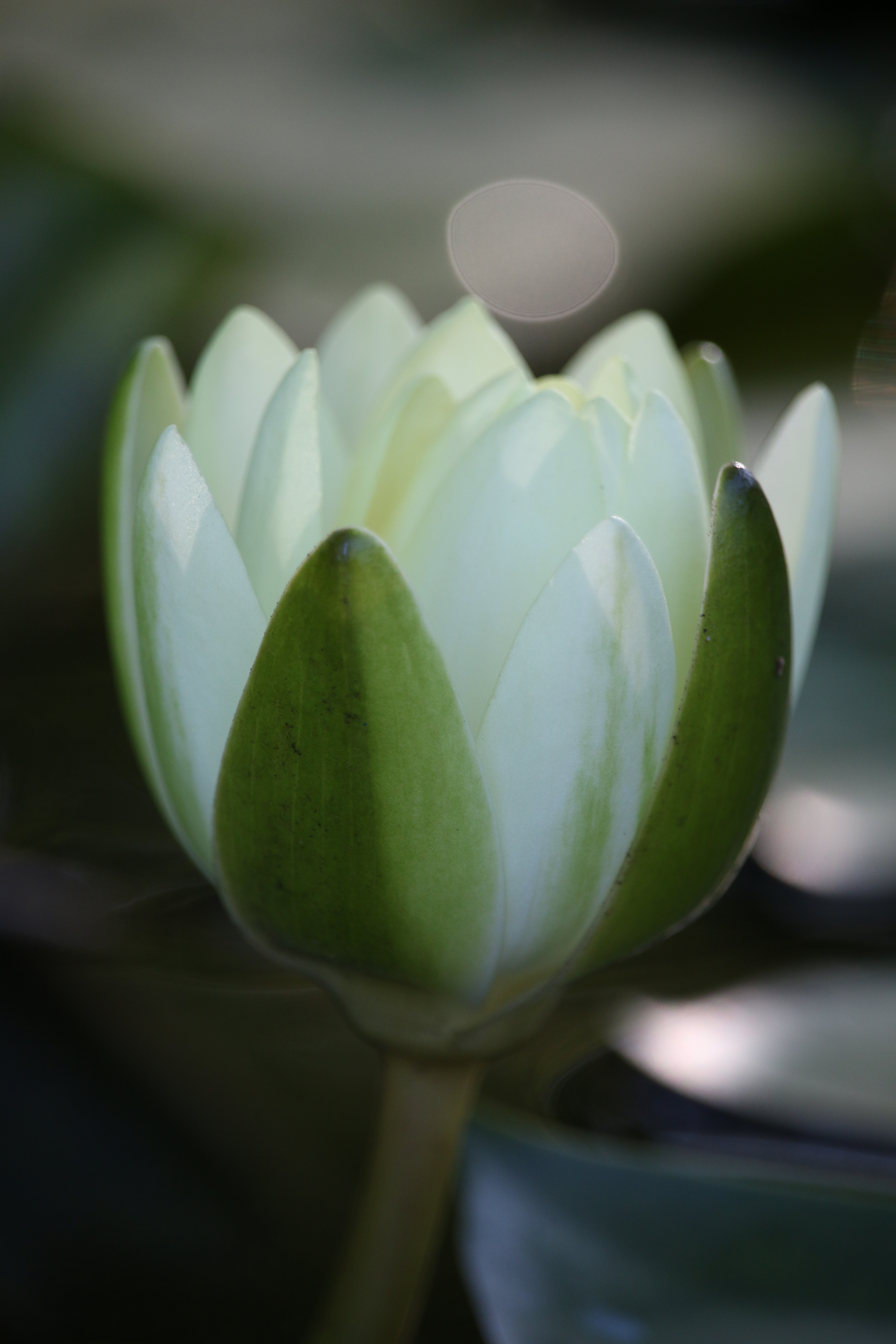 EOS 70D / 1/250秒 / F5.6 / +0.3EV / ISO400 / 絞り優先AE / WB：オート / 250mm