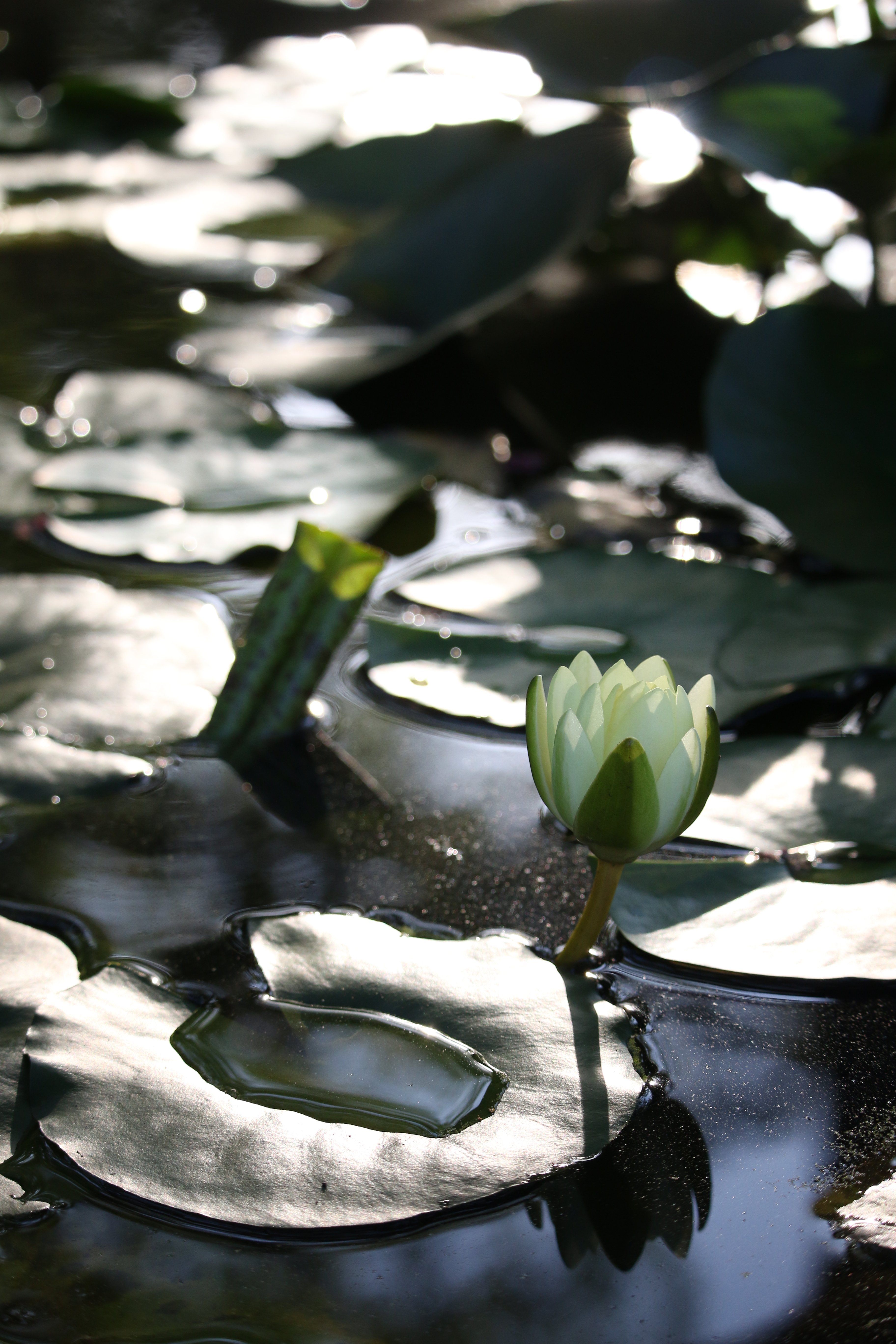 EOS 70D / 1/800秒 / F4.5 / +0.3EV / ISO400 / 絞り優先AE / WB：オート / 70mm
