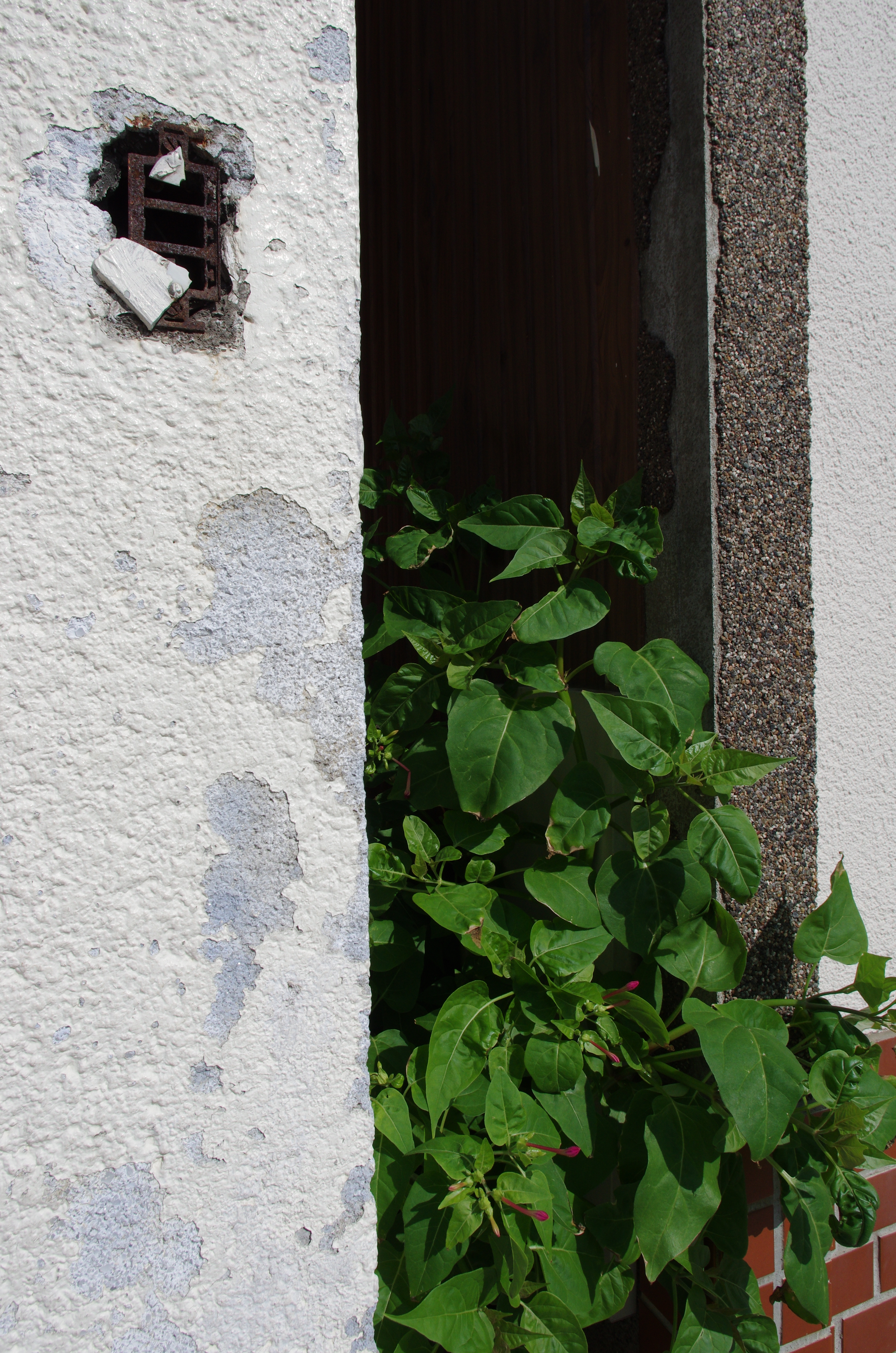 PENTAX K-5 IIs / 1/1,000秒 / F13 / 0EV / ISO500 / 絞り優先AE / WB：太陽光 / 15mm