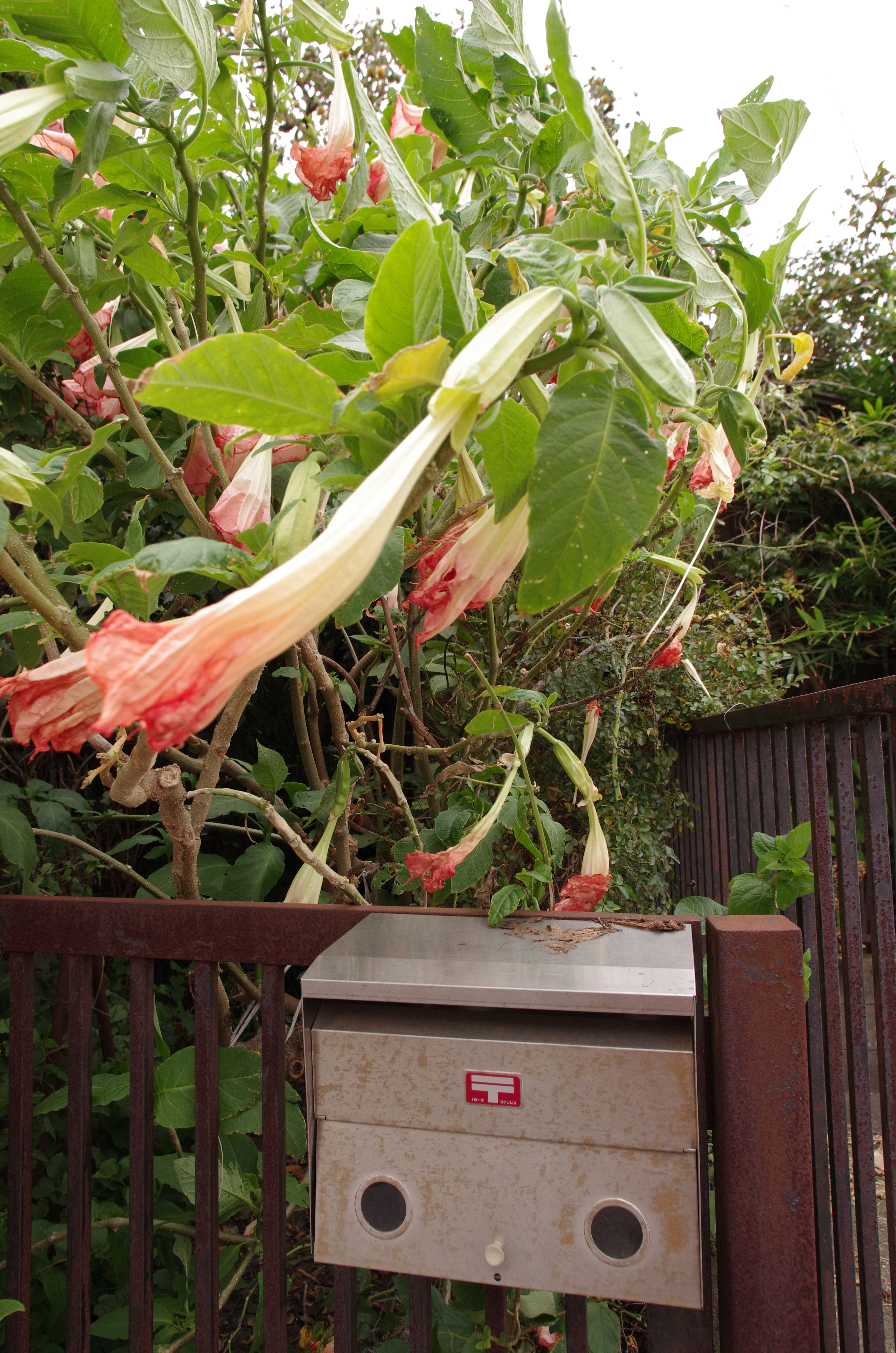 PENTAX K-5 IIs / 1/500秒 / F8 / 0EV / ISO1000 / 絞り優先AE / WB：CTE / 15mm