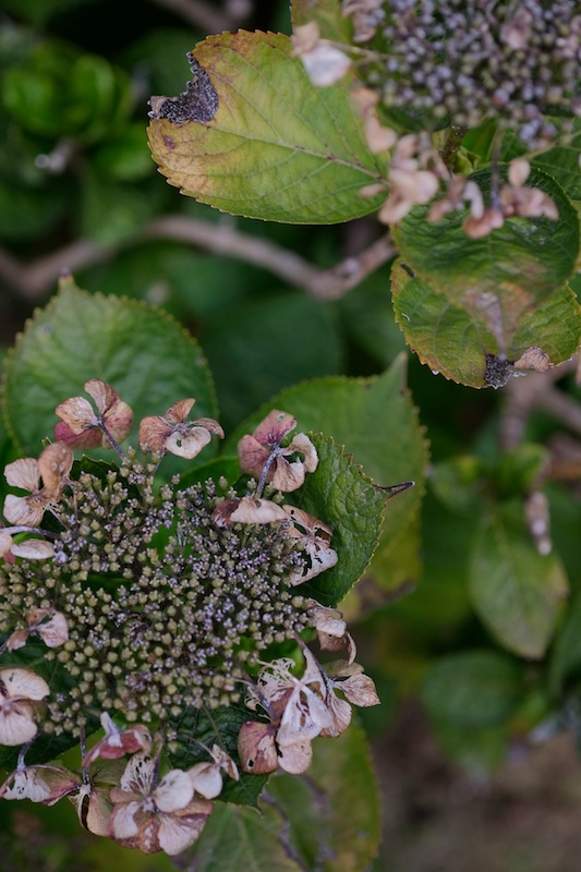 撮影：JMさん「X-E1と標準ズームレンズを持っていたので、ほかの交換レンズを使ってみたくて前回の撮影会に参加しました。広角レンズを借りたくて参加したのに、マクロレンズを借りたらそっちの撮影がおもしろくてマクロレンズを購入していました（笑）。今回の写真は、60mmマクロレンズを中心に撮影しました。この洋館セミナーは、撮影会も楽しいのですが講評会はもっと楽しいです」