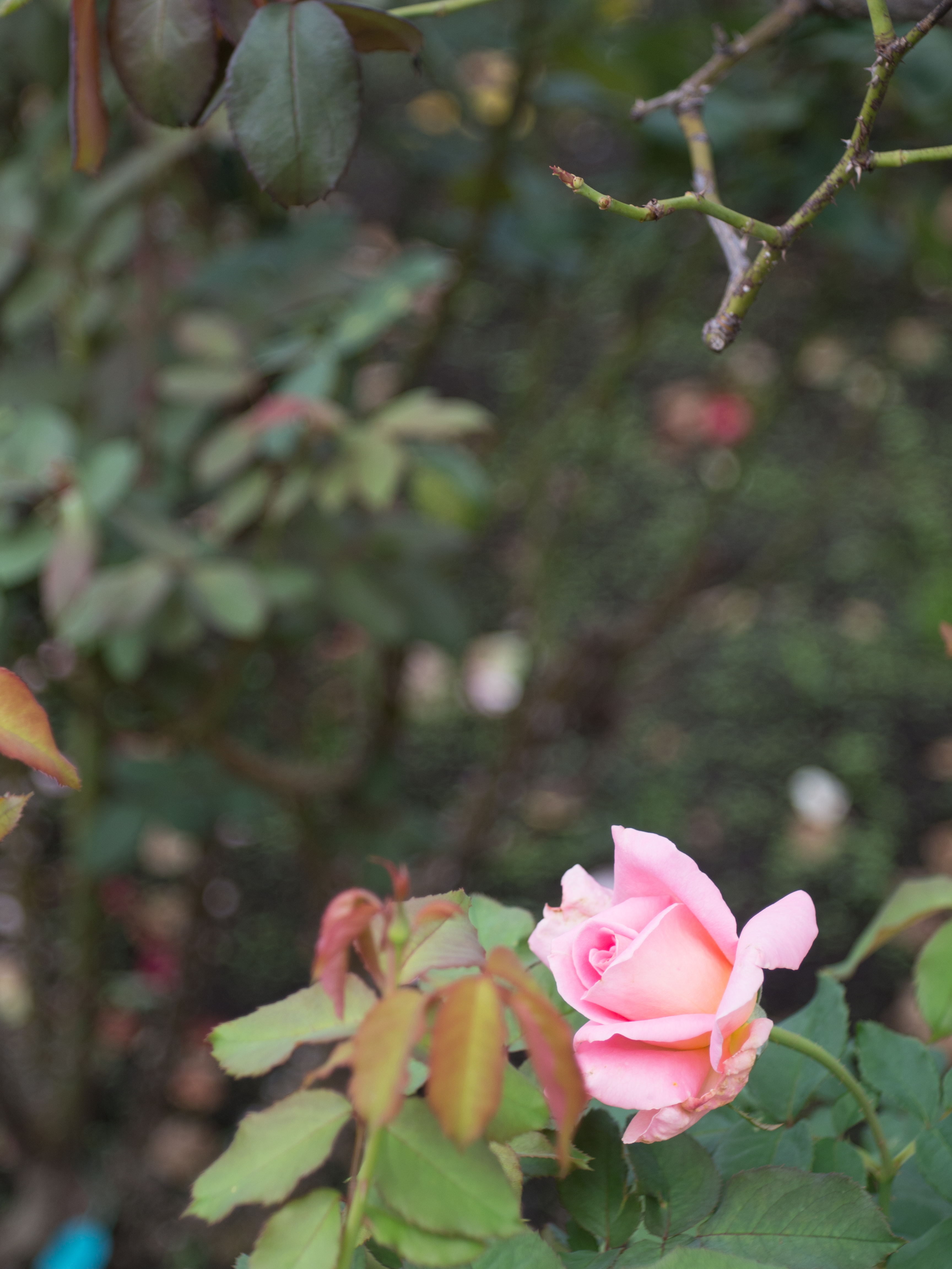 PEN E-P5 / Elmar 5cm F3.5 / 4,608×3,456 / 1/400秒 / F3.5 / -0.7EV / ISO200 / WB:オート / 50mm