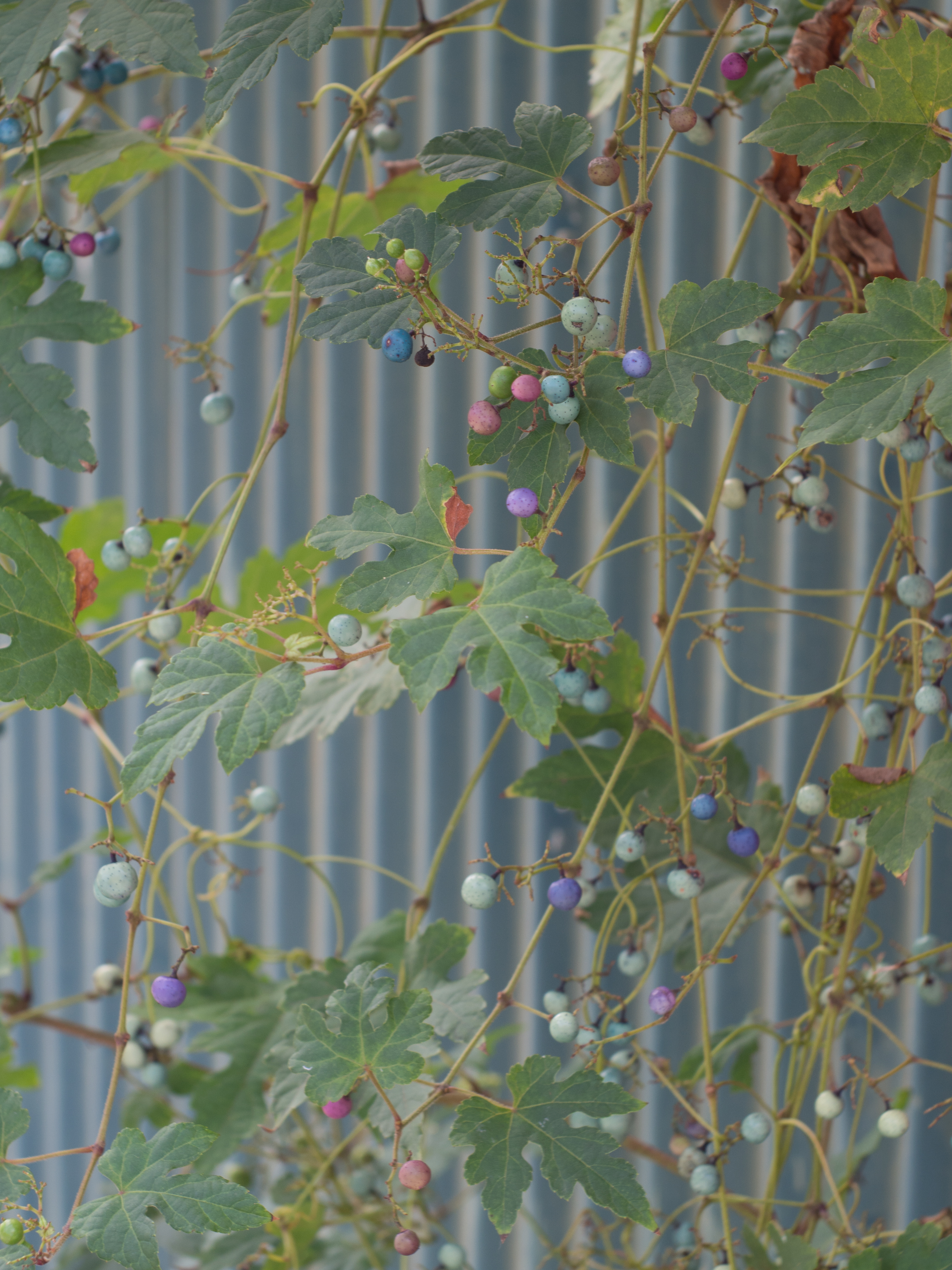 PEN E-P5 / Elmar 5cm F3.5 / 4,608×3,456 / 1/100秒 / F5.6 / 0EV / ISO200 / WB:オート / 50mm