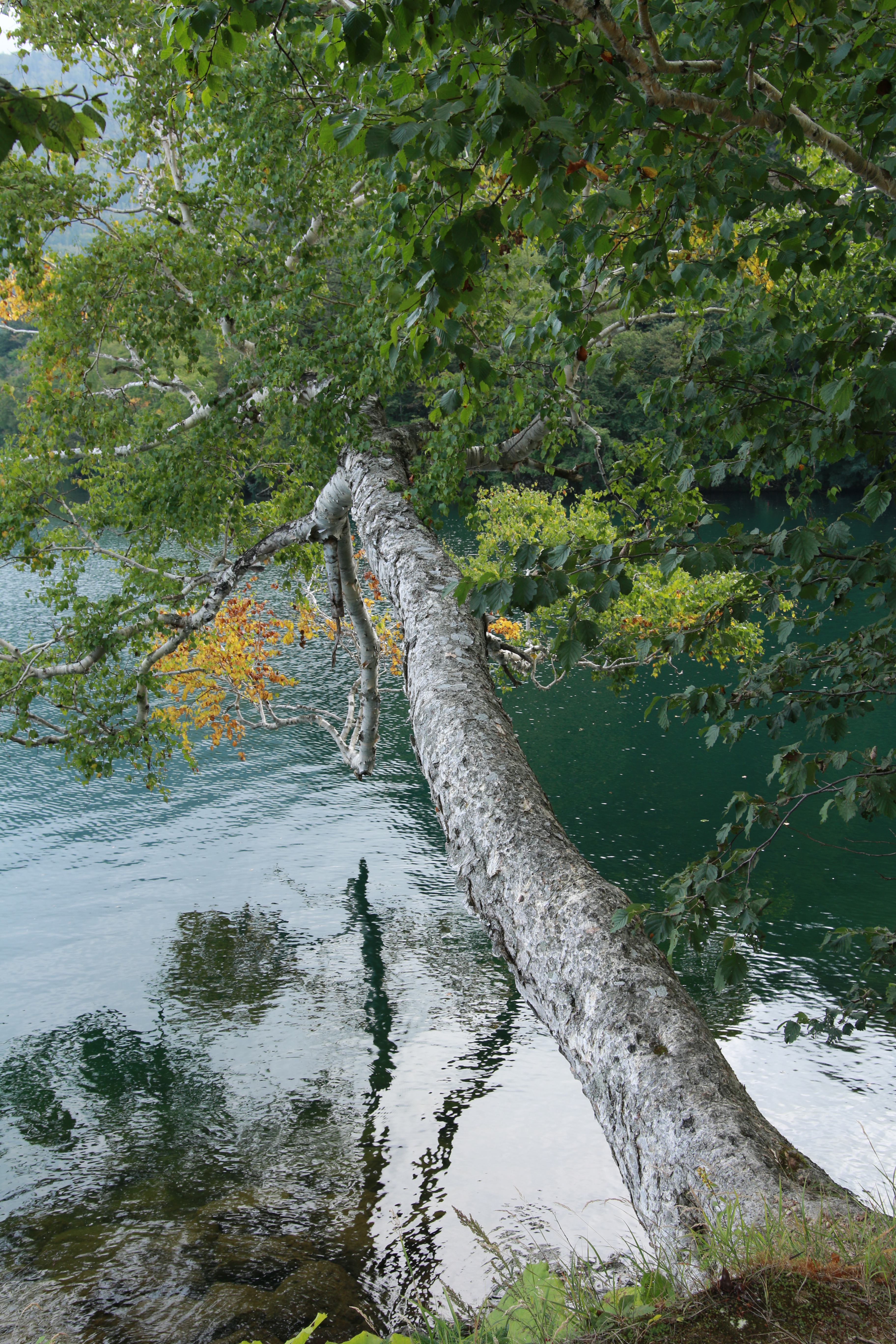 水辺から湖上へと身を乗り出す樹木。強い生命力を感じる。EOS 70Dとシグマ 18-35mm F1.8 DCの組み合せは、木の幹や枝葉の細かな部分までも描写する。SIGMA 18-35mm F1.8 DC HSM / 1/50秒 / F5.6 / +0.3EV / ISO100 / 絞り優先AE / WB：太陽光 / 24mm