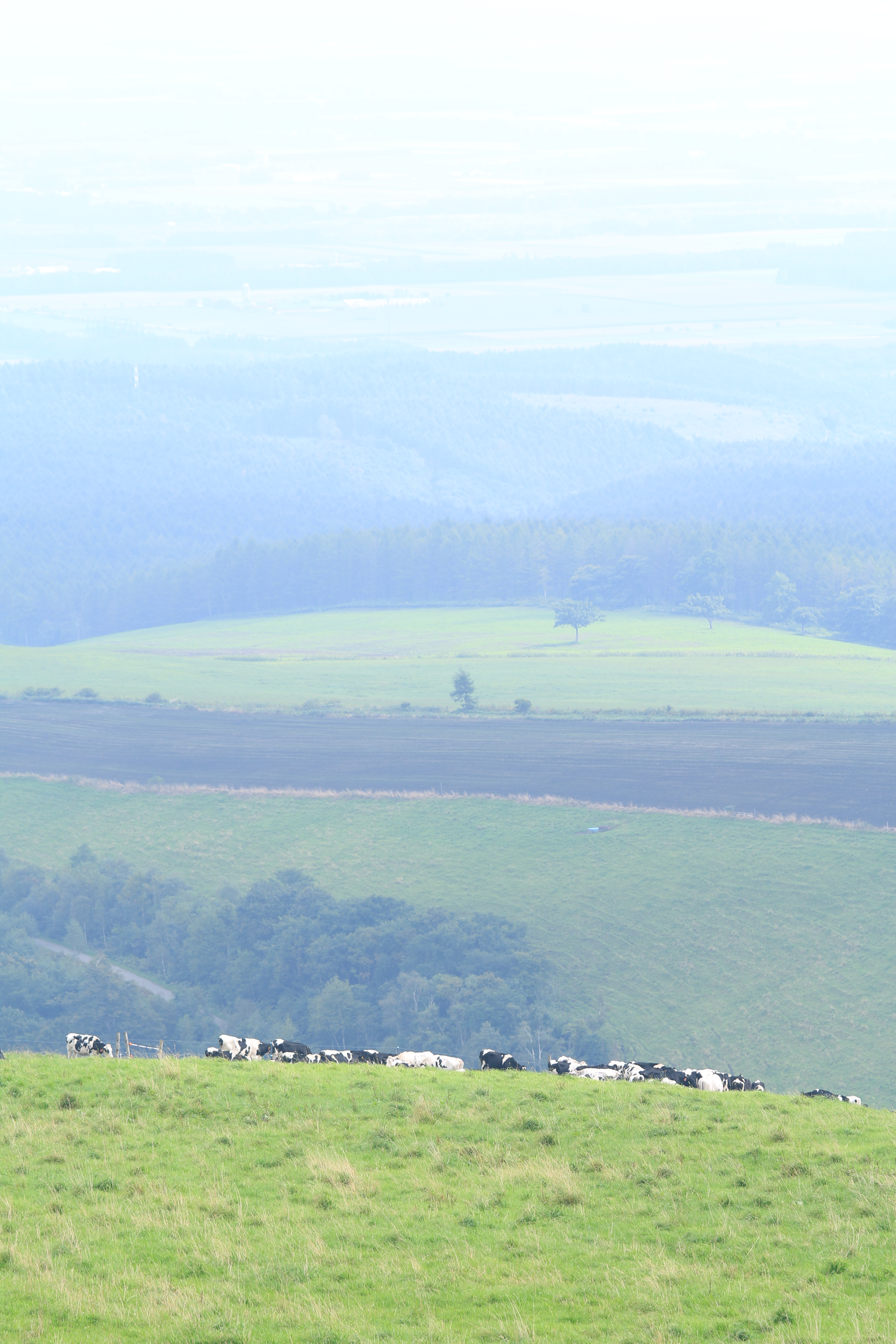 遠く離れた斜面にて牧草を食む牛たち。日によって食事場所が変わるので、このときは遠くに望むのみ。遠景の地もこの牧場内。その広さに改めて驚く。EF 70-200mm F4 L IS USM / 1/160秒 / F5.6 / +1.3EV / ISO100 / 絞り優先AE / WB：太陽光 / 127mm