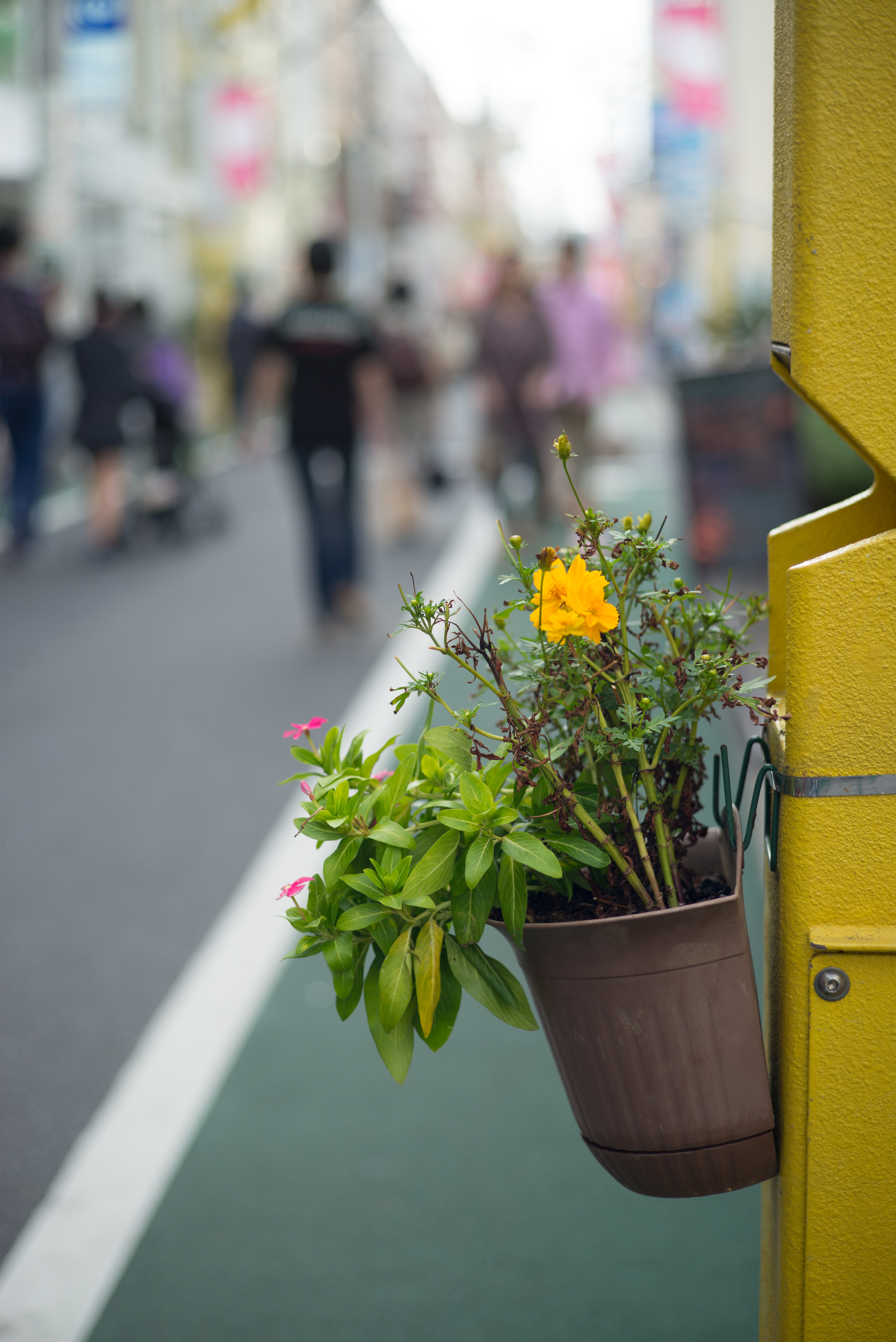 SUMMARIT-M f2.5/50mm / 1/750秒 / F2.5 / 0EV / ISO200 / 絞り優先AE / 50mm