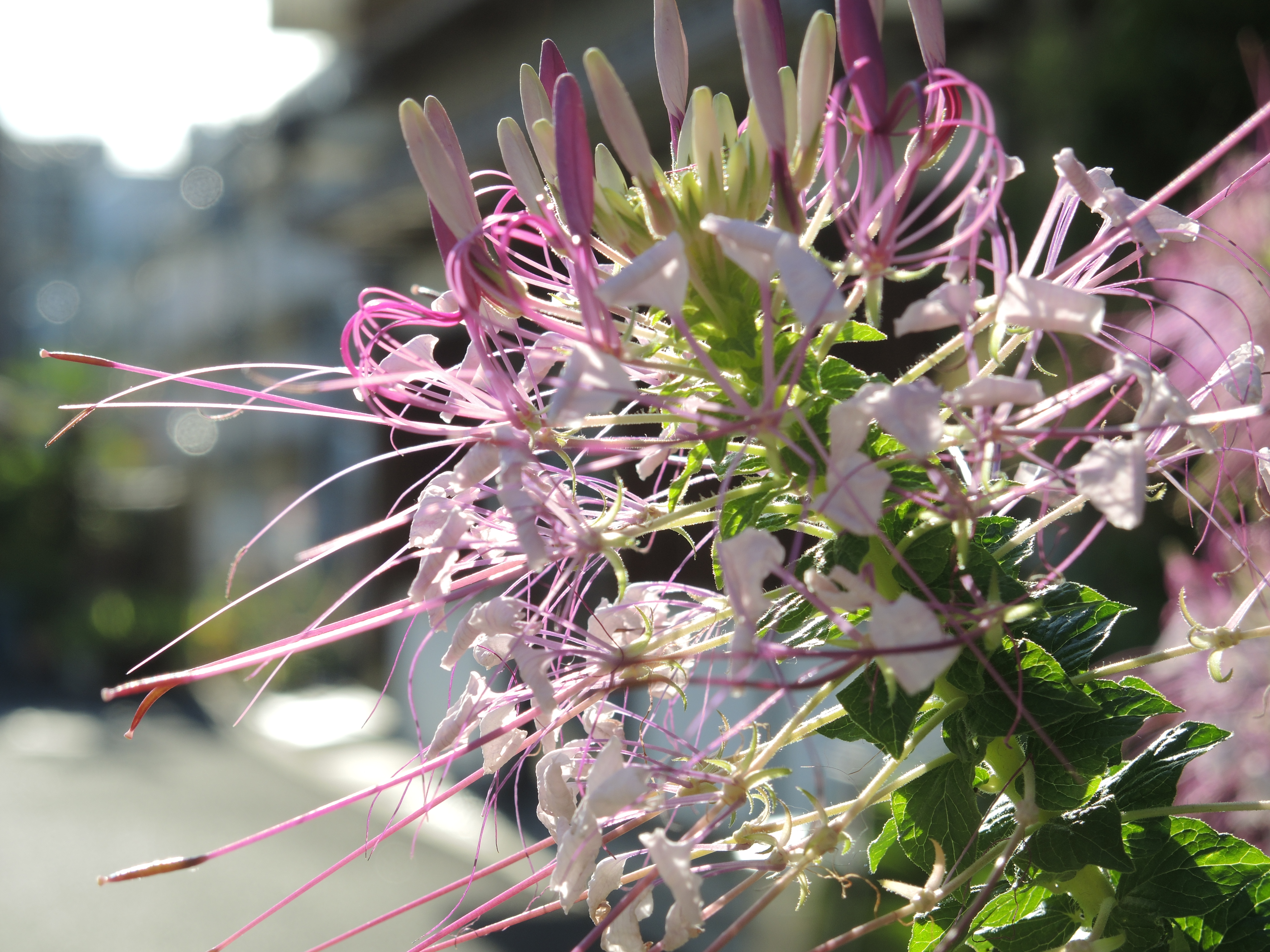 COOLPIX P7800 / 4,000×3,000 / ISO80 / F3.2 / 1/400秒 / 19.7mm（92mm相当）