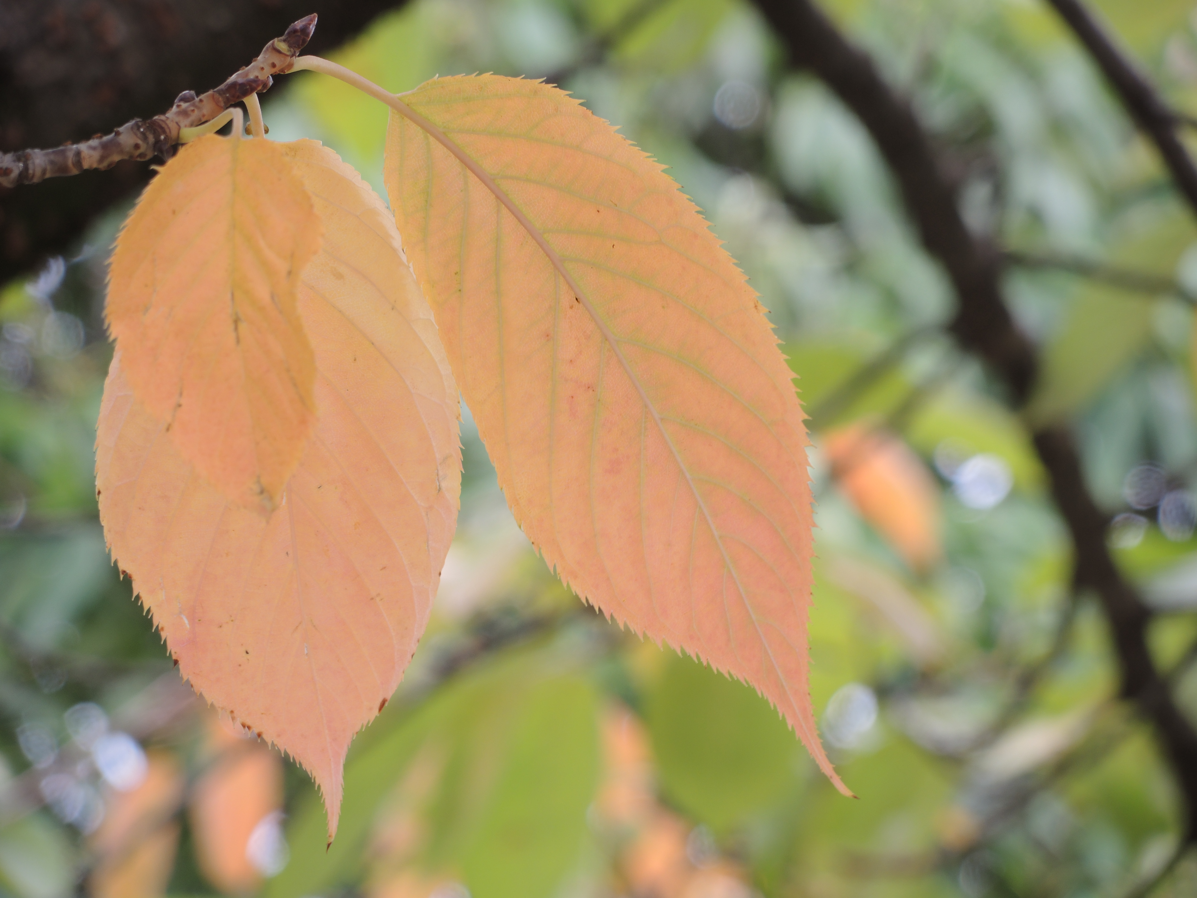 COOLPIX P7800 / 4,000×3,000 / ISO80 / F4 / 1/60秒 / 42.8mm（200mm相当）