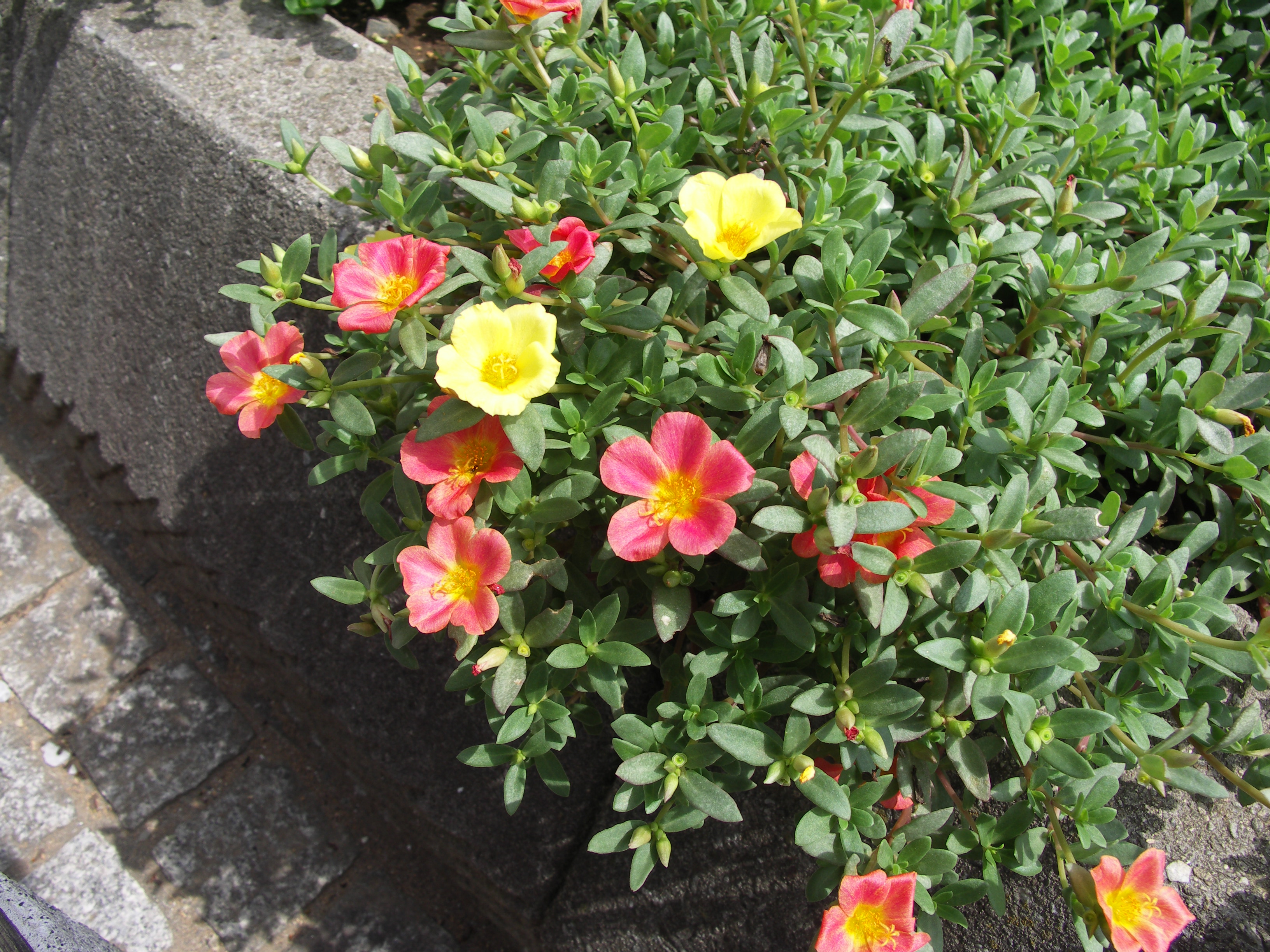 直径約3cmのポーチュラカの花をテレマクロで撮影