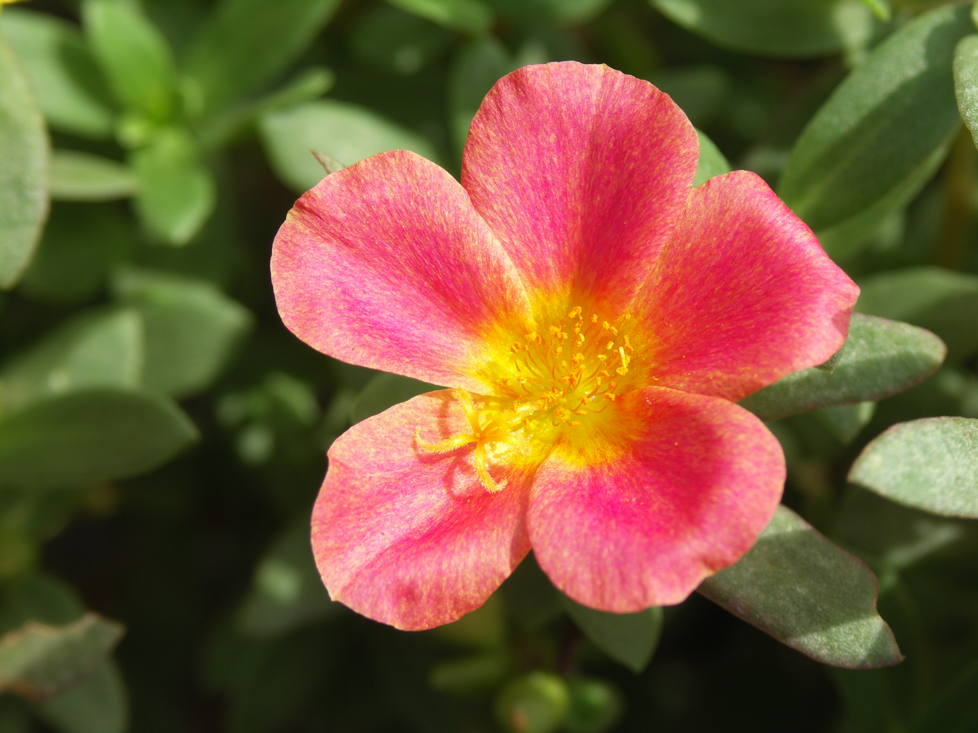 直径約3cmのポーチュラカの花をテレマクロで撮影