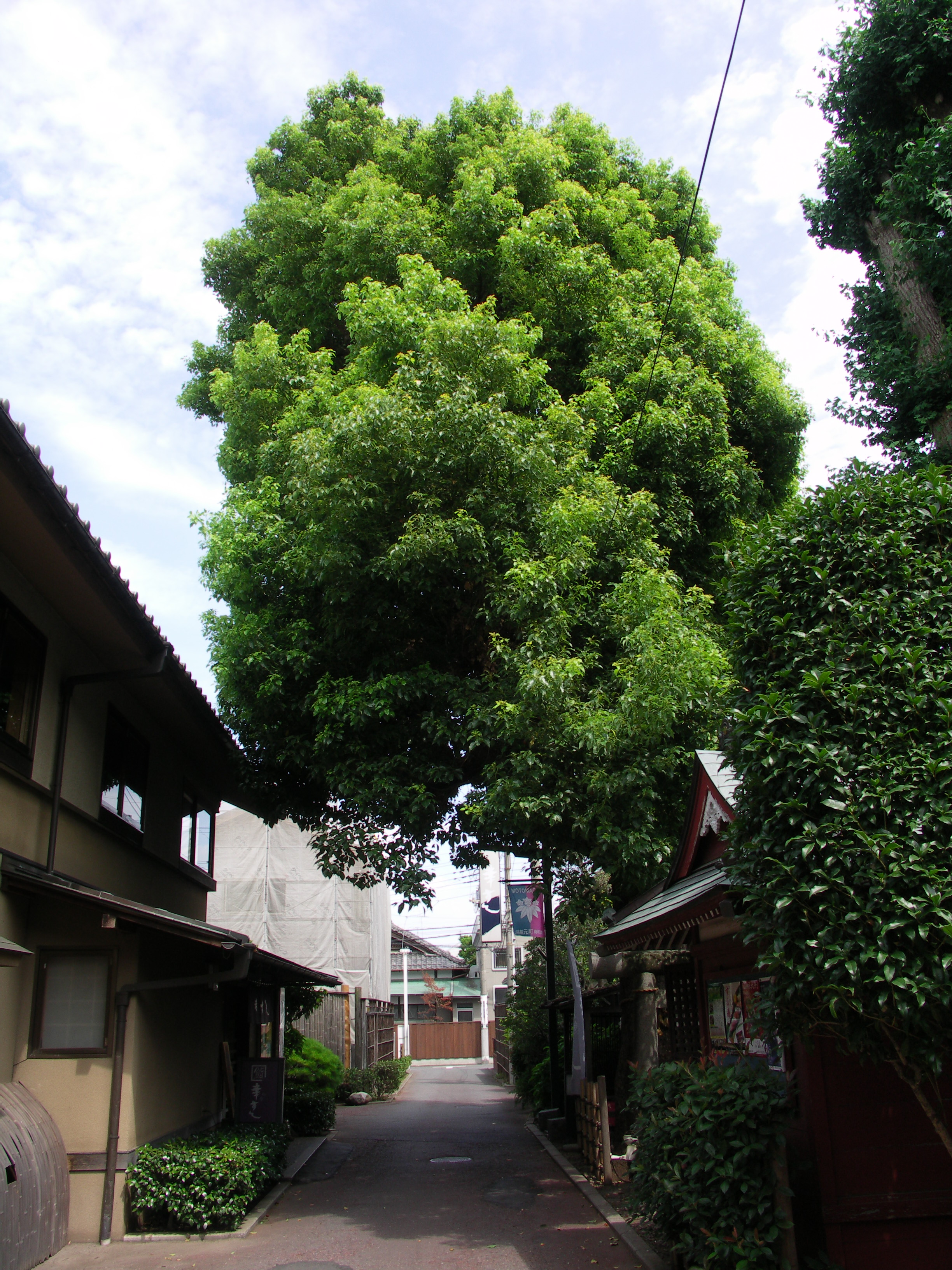 右は「SILKYPIX Developer Studio Pro5」でRAW現像。画像処理技術の進化により、色再現性や階調再現が良好に制御され、被写体の質感が忠実にされる。……とのことだが、現在の感覚（というかボク自身の感覚）だと、ちょっと地味な印象の絵作り。そこで、RAW現像で緑や青空の彩度を高め、シャドー部は少し明るめに再現してみた。左は同時記録JPEG。