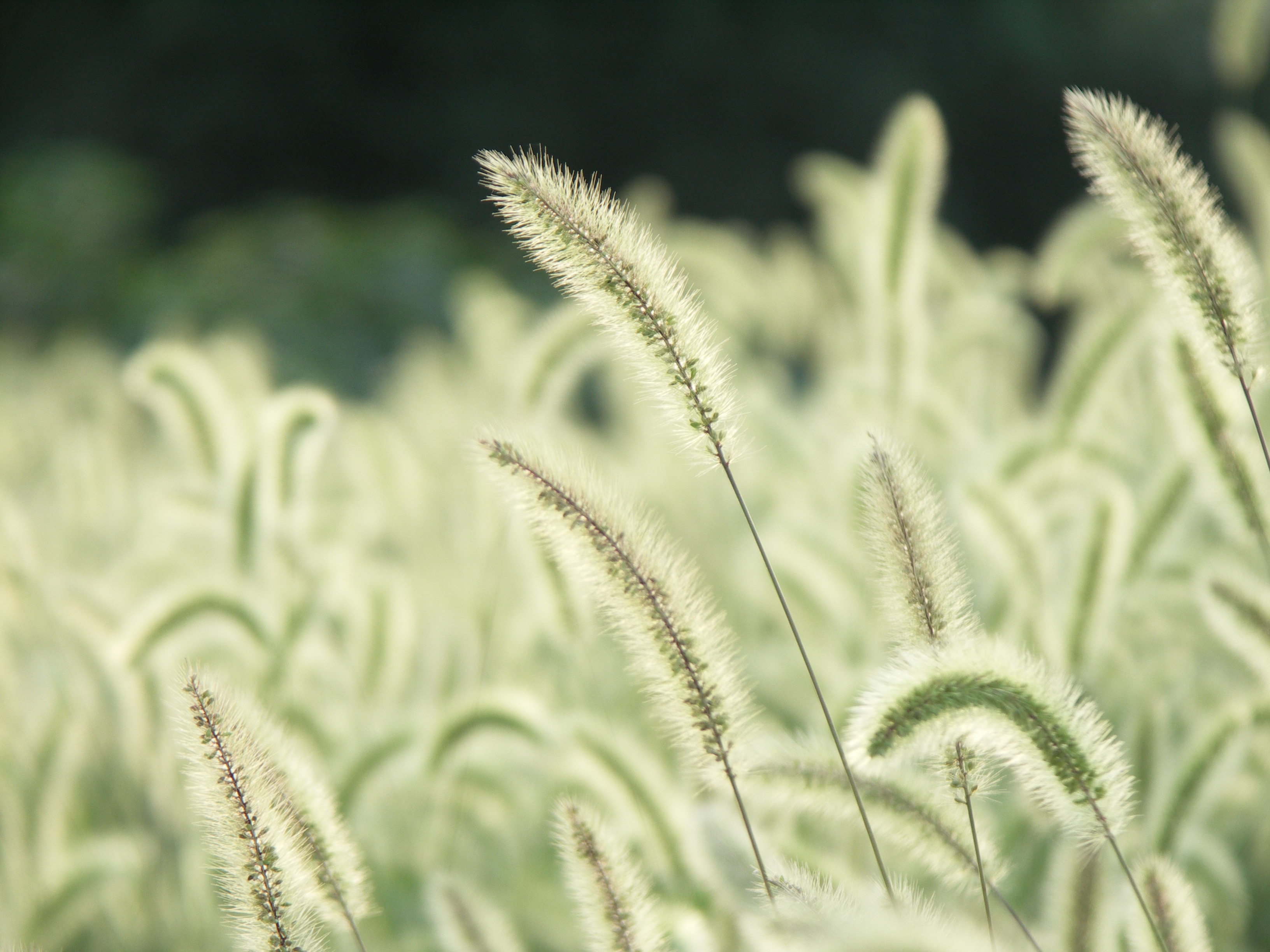 DiMAGE A200 / 3,264×2,448 / ISO100 / F3.5 / 1/100秒 / 50.8mm（200mm相当）