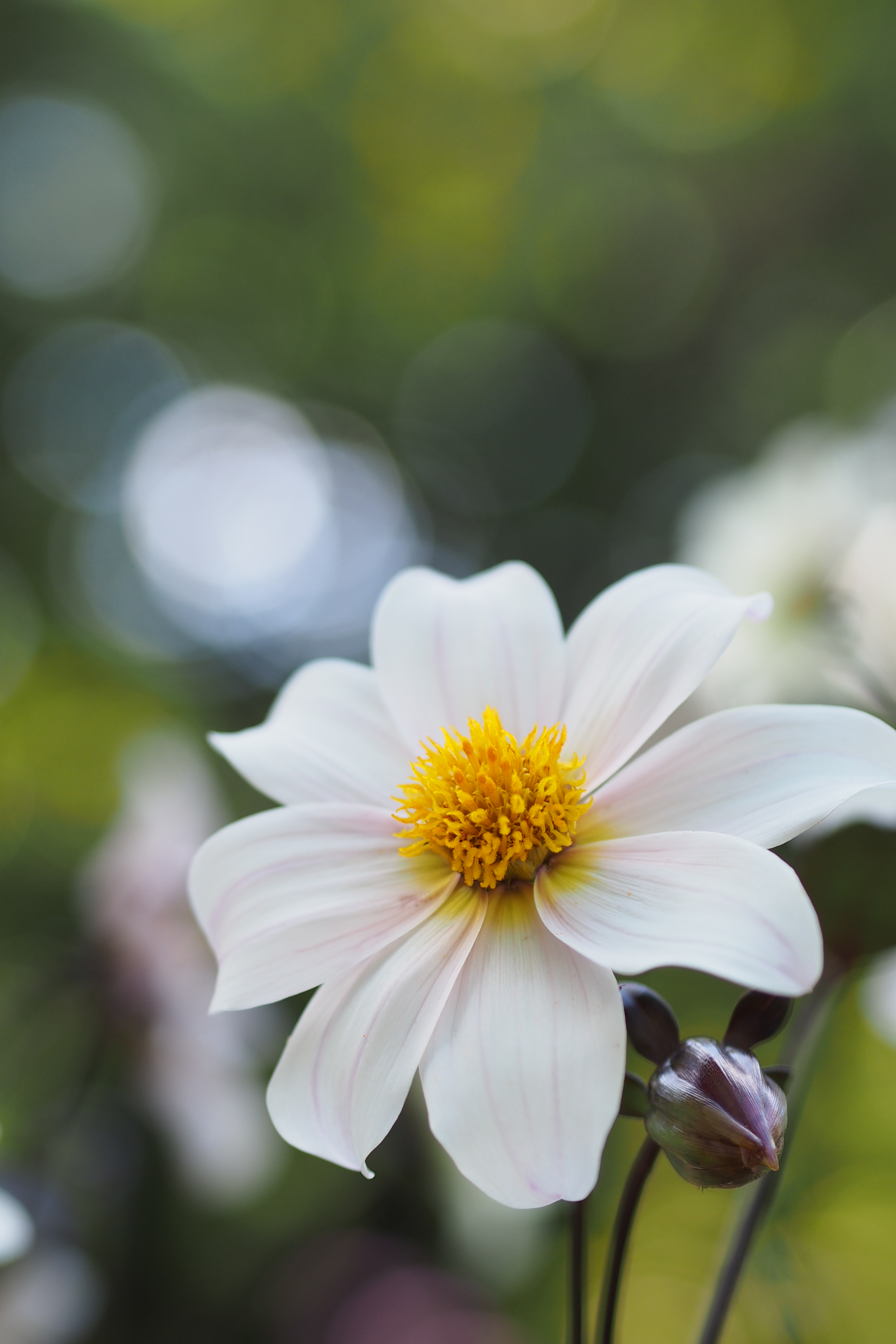 円山公園の入り口付近の花壇で。背景には木漏れ日を使って丸ボケを入れ込んでみた。M.ZUIKO DIGITAL 45mm F1.8 / 1/500秒 / F2 / +0.7EV / ISO200 / 絞り優先AE / WB：オート / 45mm