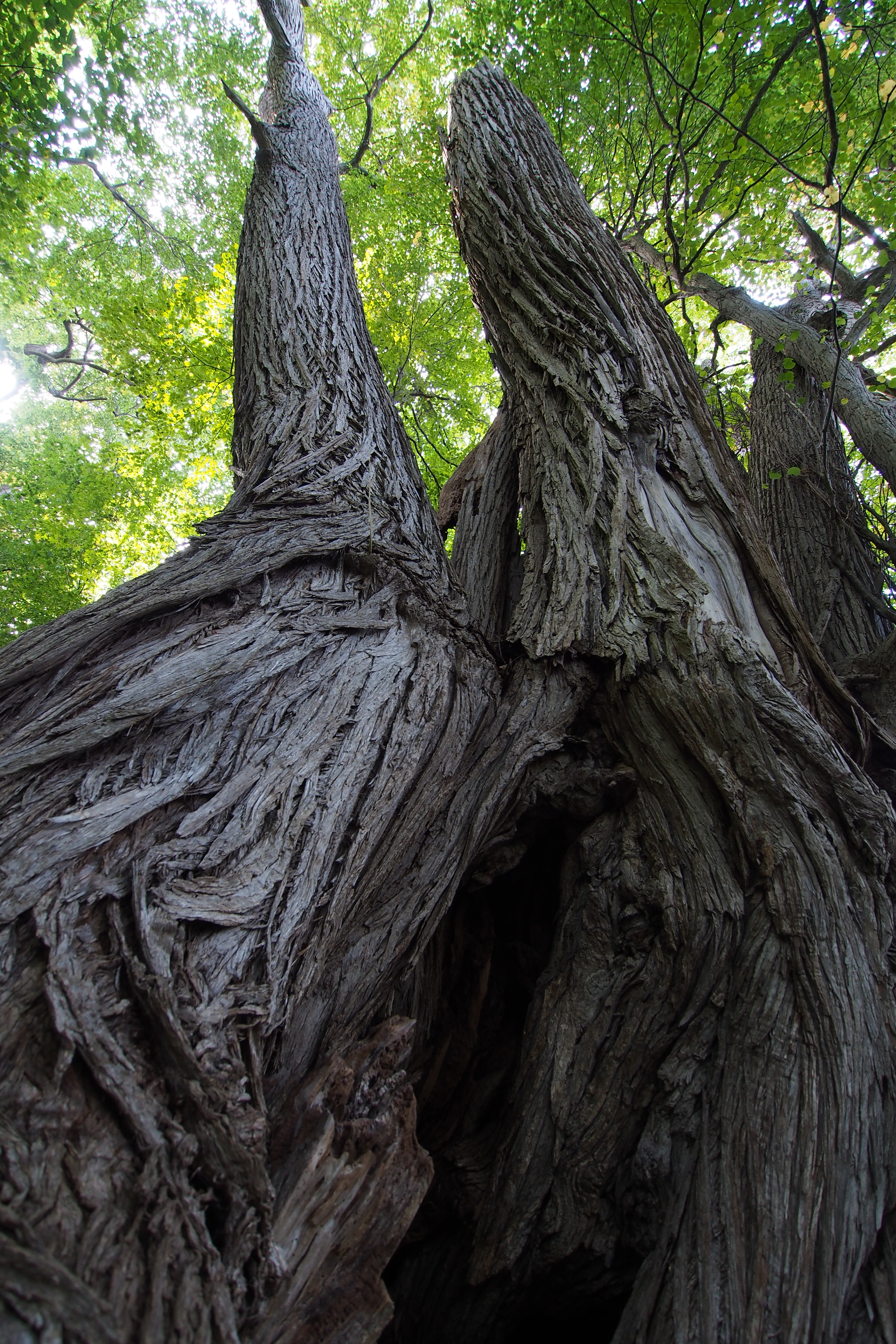 市街地近くにある円山に登ってきた。山の大部分は原始林として保護されていて、登山道沿いにも大きな木が並んでいる。M.ZUIKO DIGITAL ED 9-18mm F4-5.6 / 1/30秒 / F4 / -0.7EV / ISO400 / 絞り優先AE / WB：オート / 9mm
