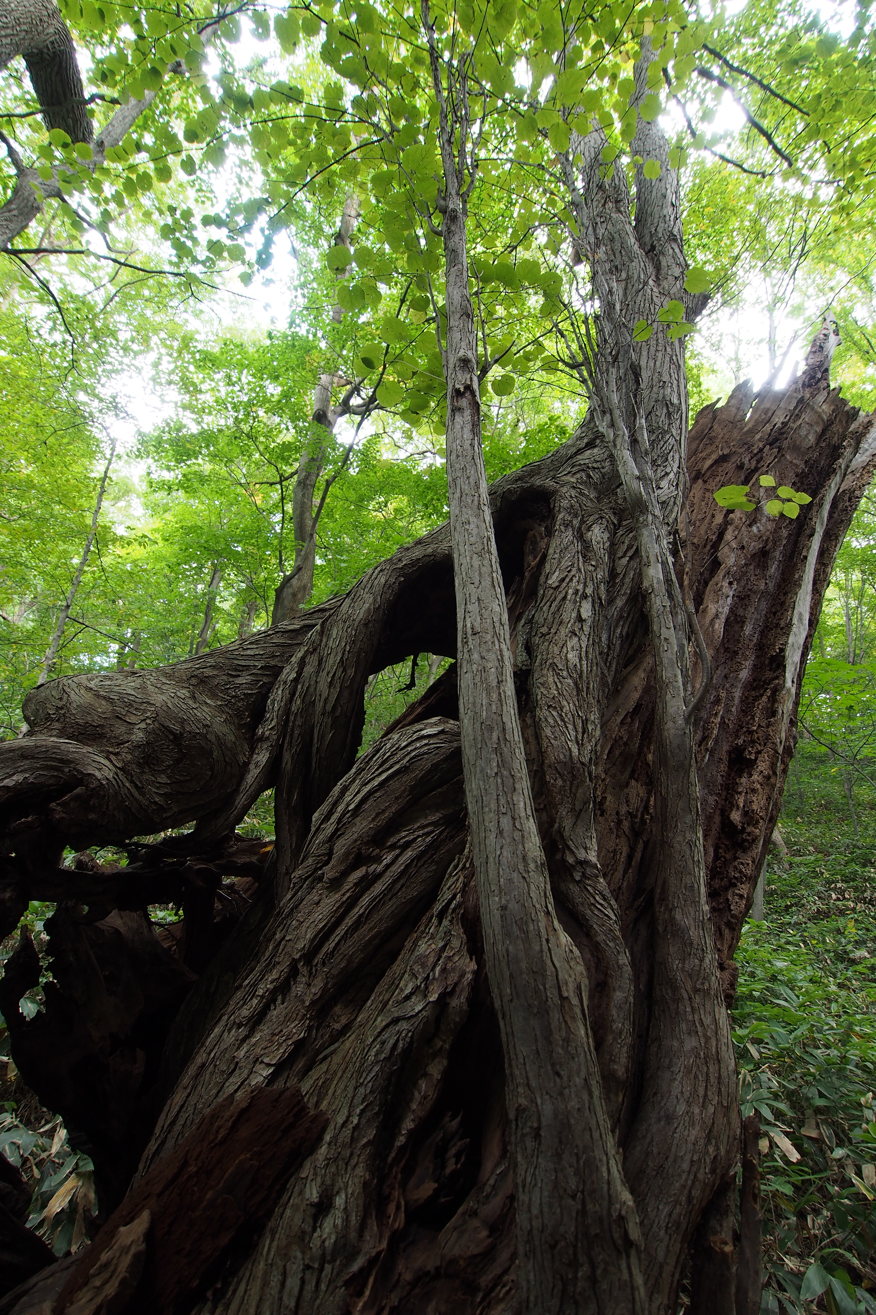 こちらは登山口から動物園に向かう道の途中で撮ったもの。樹齢なんて想像もできないでかさ。M.ZUIKO DIGITAL ED 9-18mm F4-5.6 / 1/13秒 / F4 / 0.0EV / ISO400 / 絞り優先AE / WB：晴れ / 9mm