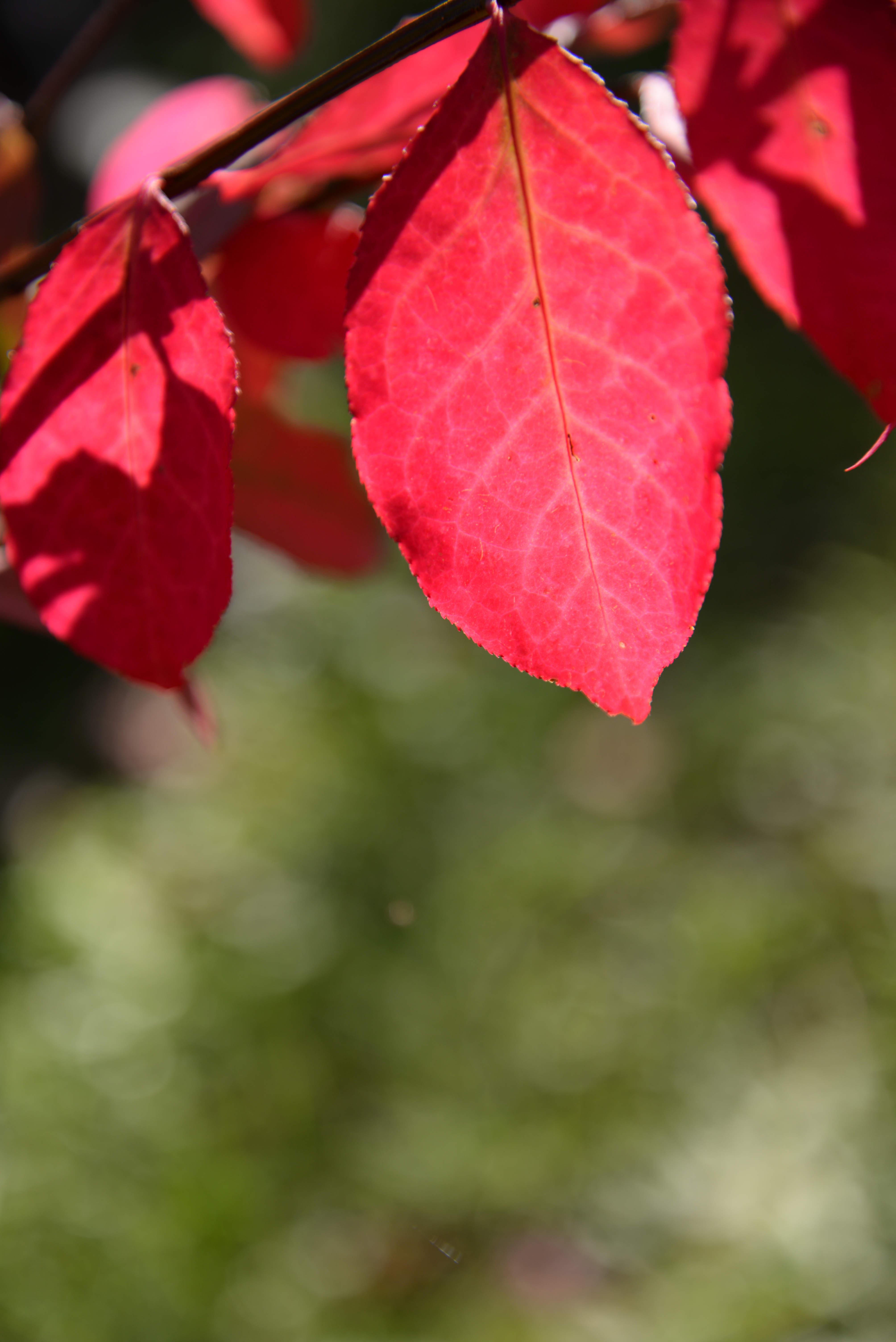 望遠端の至近距離付近で撮ったカット。もう少しキレが欲しい。/ D610 / AF-S NIKKOR 24-85mm F3.5-4.5 G ED VR / 4,016×6,016 / ISO100 / F4.5 / 1/320秒 / 85mm