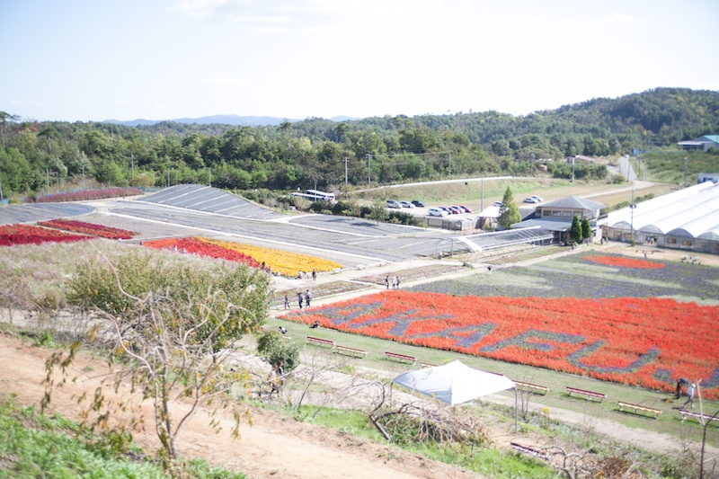 約100種類のゆりが植えられている<a href="http://www.serayurien.com/" class="n" target="_blank">世羅ゆり園</a>。品種によって咲く時期が違うので、春から秋まで常にゆりを楽しむことができます。ほかにも季節の花々が植えれており、ツアー中ではコスモスとサルビアが見ごろでした。フラワートンネルや、ゆりの摘み取りなども人気があります。