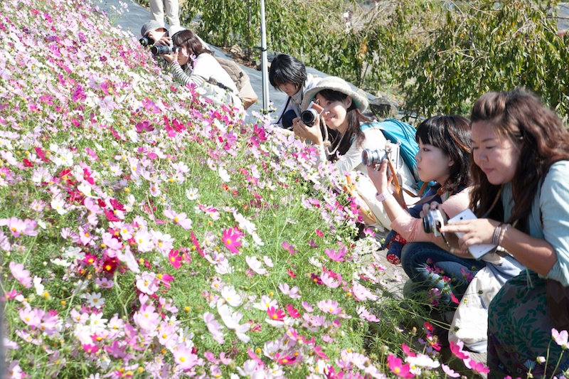 約100種類のゆりが植えられている<a href="http://www.serayurien.com/" class="n" target="_blank">世羅ゆり園</a>。品種によって咲く時期が違うので、春から秋まで常にゆりを楽しむことができます。ほかにも季節の花々が植えれており、ツアー中ではコスモスとサルビアが見ごろでした。フラワートンネルや、ゆりの摘み取りなども人気があります。