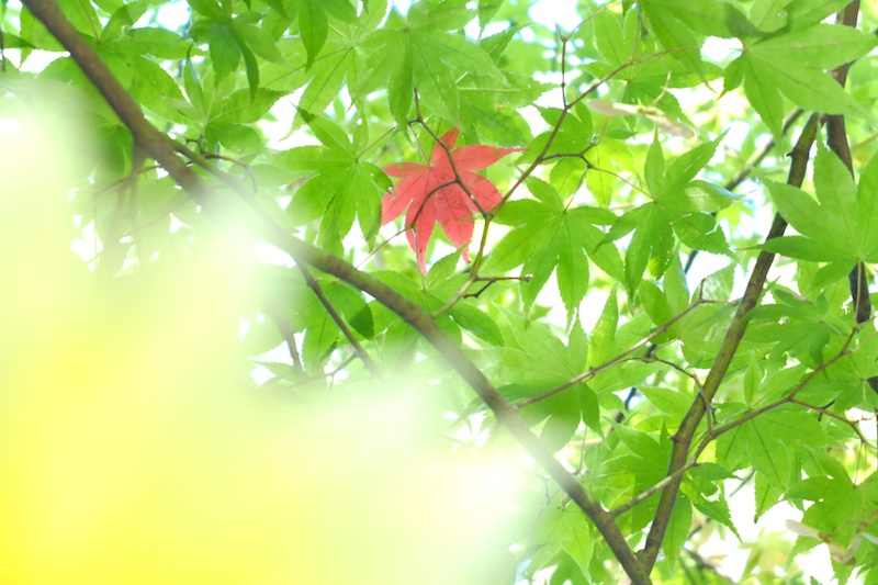 「まりこ先生と一緒に前ボケを作りました。今までは、前ボケの作り方は知っていても上手く作ることができませんでした。まりこ先生が、葉っぱの位置を調節してくれたので、レンズと被写体と前ボケにするものの距離感がわかりました」　撮影：ミホさん