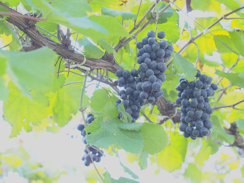 <a href="http://taiho-farm.com/" class="n" target="_blank">せら大豊農園</a>でブドウ狩り。世羅高原は朝晩の寒暖差が大きいので果物が甘くなります。美味しいブドウの見分け方のレクチャーを受けたら、はさみとバケツを手に取り、狩りへGo！ 写真を撮って、ブドウを採って大満足なカメラ女子の方々♪