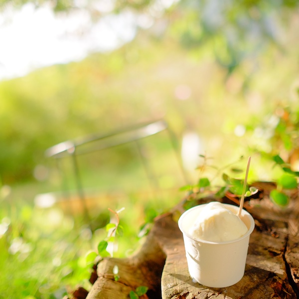 ジェラート工房ドナのジェラートを切り株の上でパチリ♪（撮影：きょん♪さん）