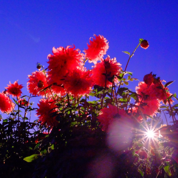 ロケハンでは、日が暮れて暗くなっても撮影し続けたきょん♪さんとまりこさん。暗くなったので、同行した木下先生がクルマのヘッドライトを点けてくれ、その光で撮影したそうです（撮影：きょん♪さん）