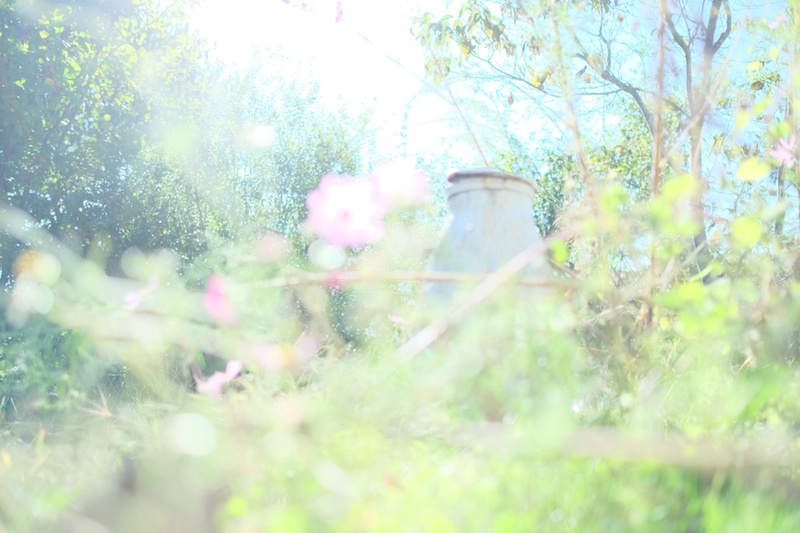 ジェラート工房ドナに置いてあった、古いミルク容器。世羅の木々と一緒に光が降り注ぐイメージで撮影したそうです（撮影：むらいさちさん）