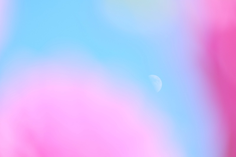 月とダリア。ダリアを大きなピンクの前ボケにして（撮影：むらいさちさん）