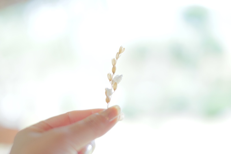 前日のロケハンでいただいたご飯に添えられていた、稲穂を揚げたポップコーンのようなお米。ポップ米？（笑）（撮影：山本まりこさん）