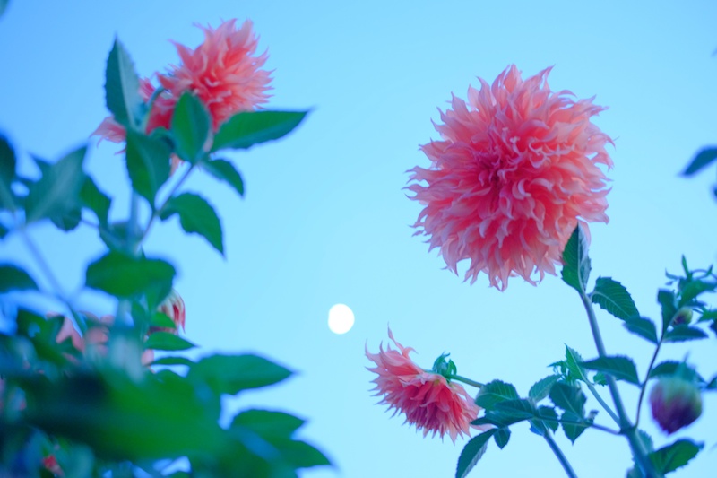 月とダリア。山本まりこさんの一番好きな花は、今回の旅でダリアになったそうです（撮影：山本まりこさん）