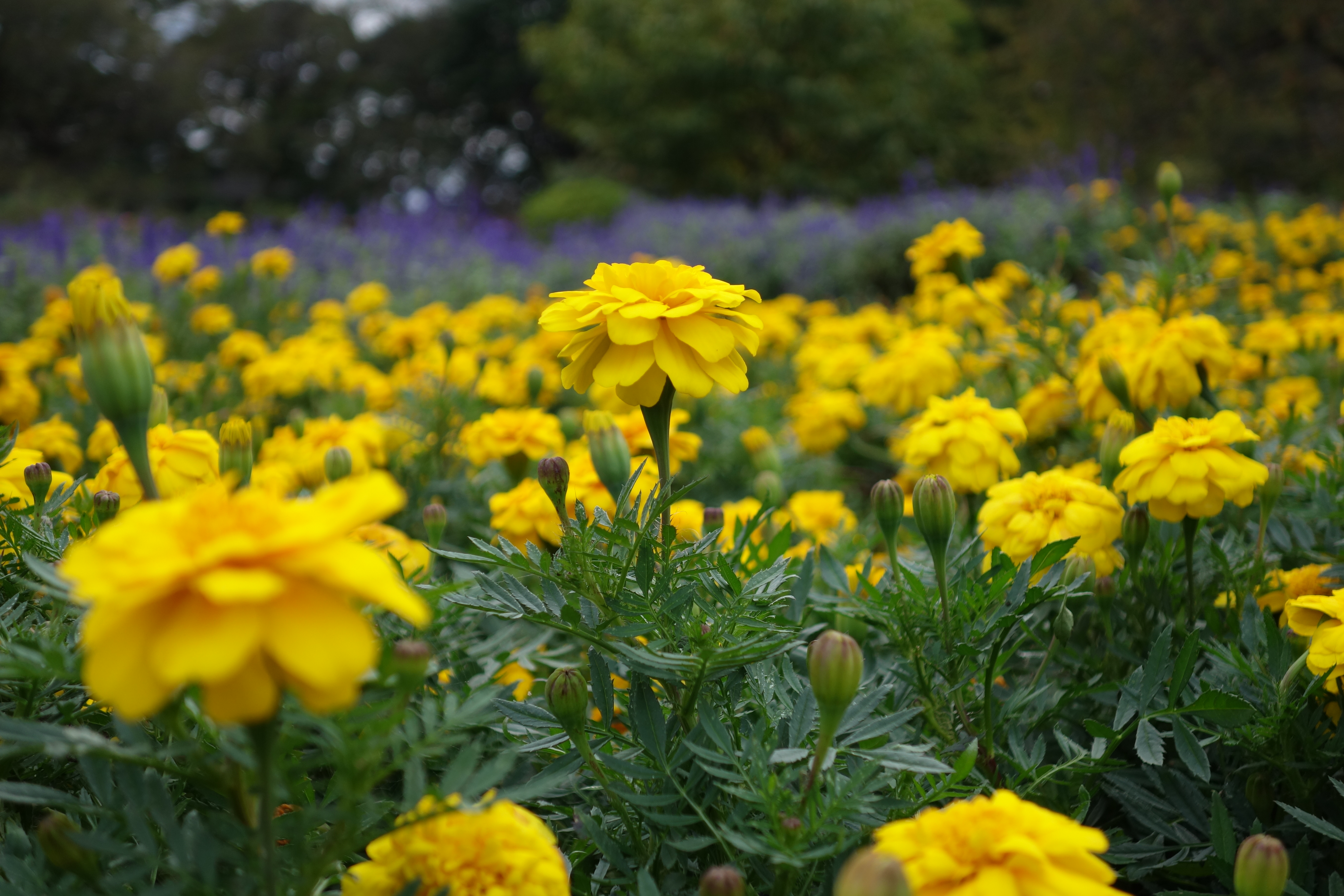 接写は広角端のみなので、中間付近の焦点距離（55mm相当）になるとそれほど被写体に寄れなくなるが、それでも撮像素子が大きいのである程度の背景ボケは期待できる。