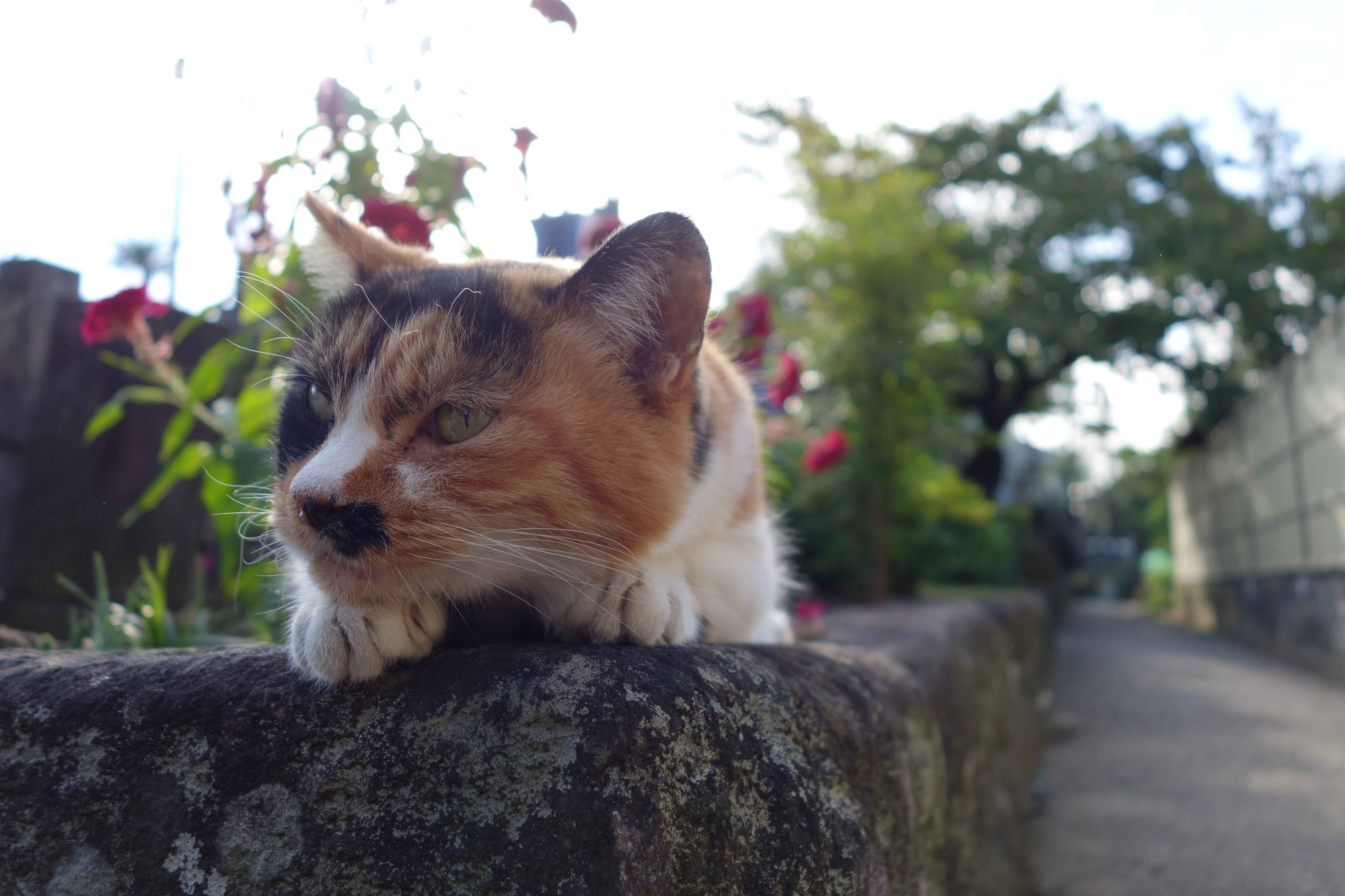 DSC-QX100 / 5,472×3,648 / ISO160 / F2.8 / 1/500秒 / 10.4mm（28mm相当）