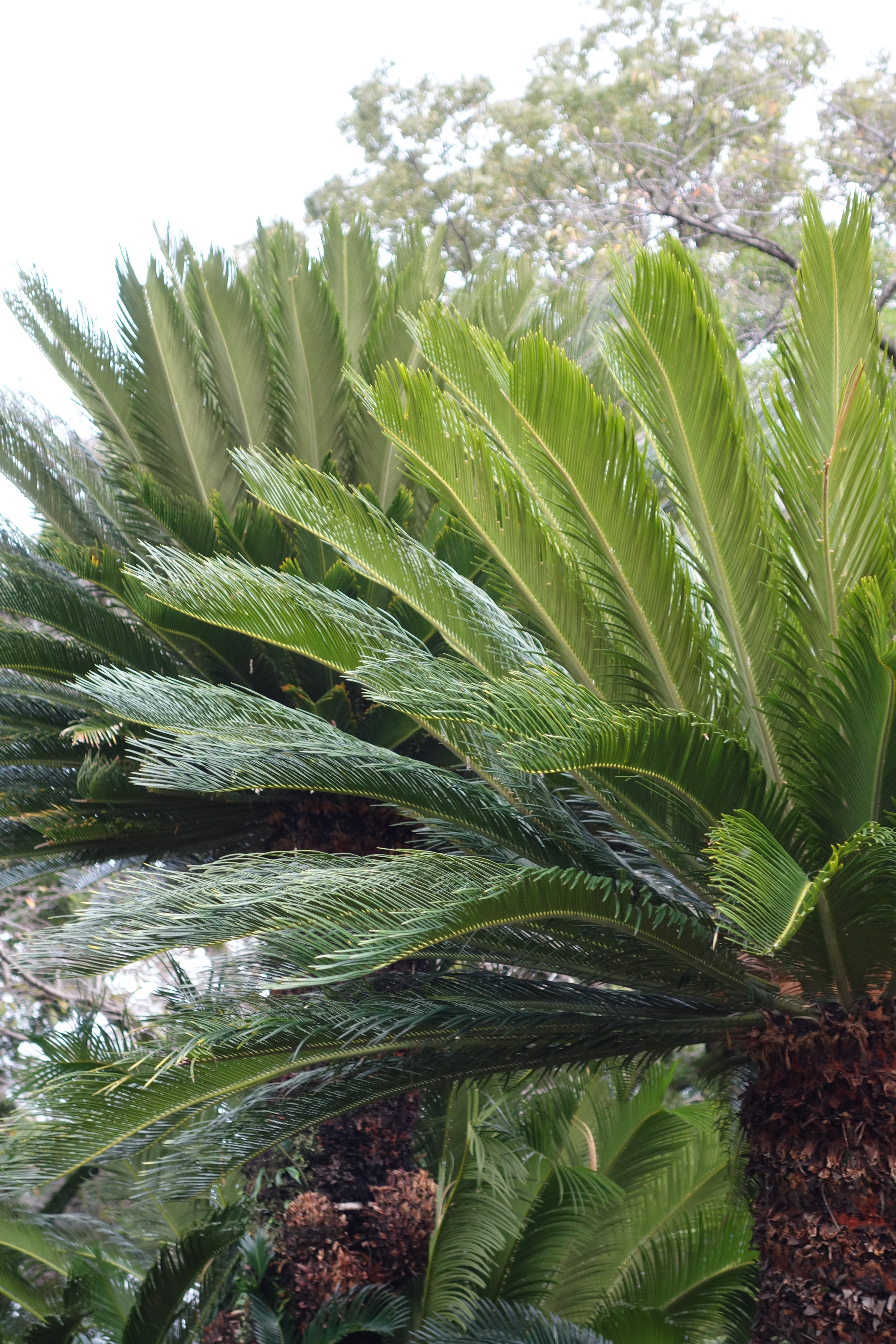 DSC-QX100 / 3,648×5,472 / ISO400 / F4 / 1/80秒 / 25.6mm（69mm相当）