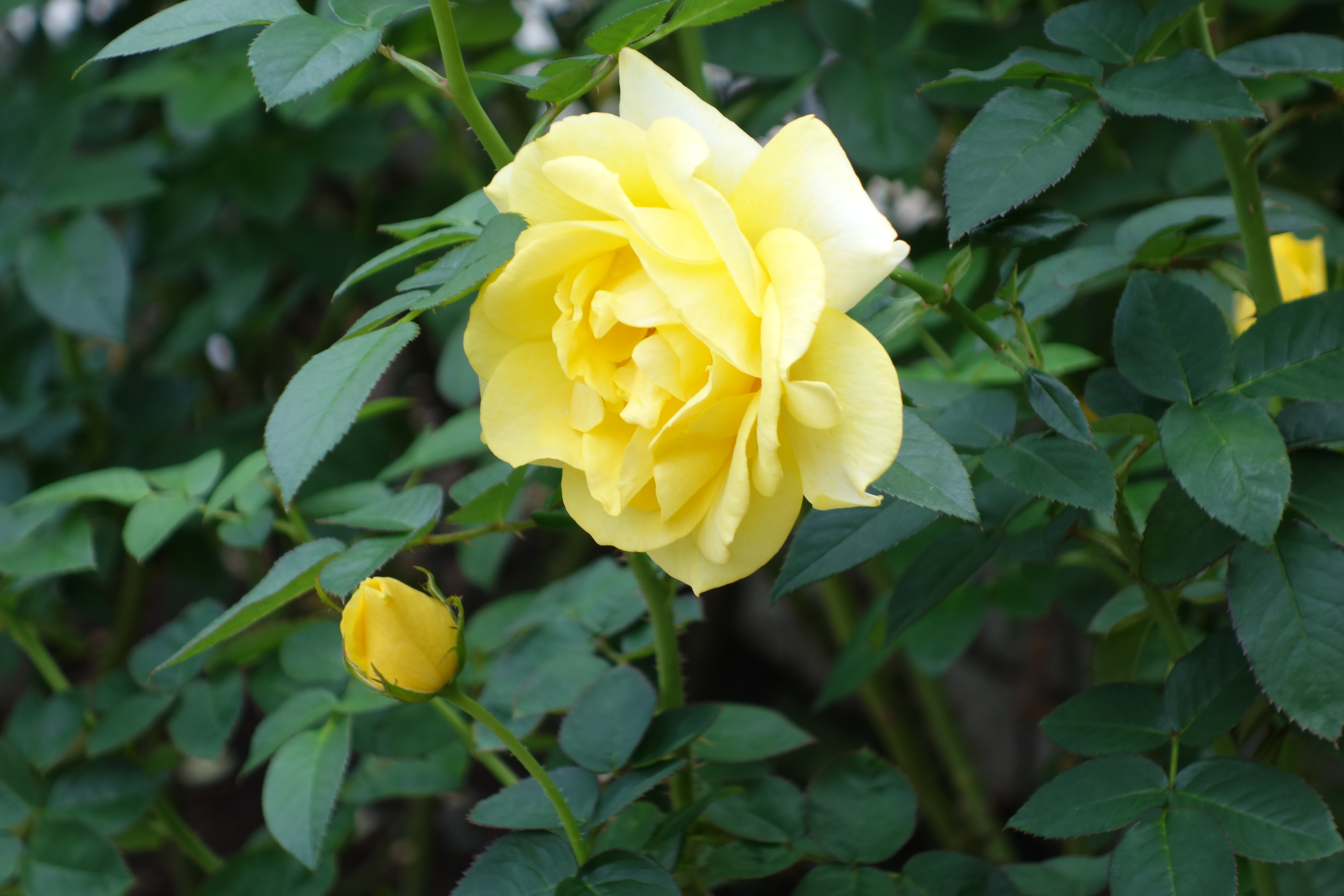 DSC-QX100 / 5,472×3,648 / ISO250 / F4.9 / 1/125秒 / 37mm（100mm相当）