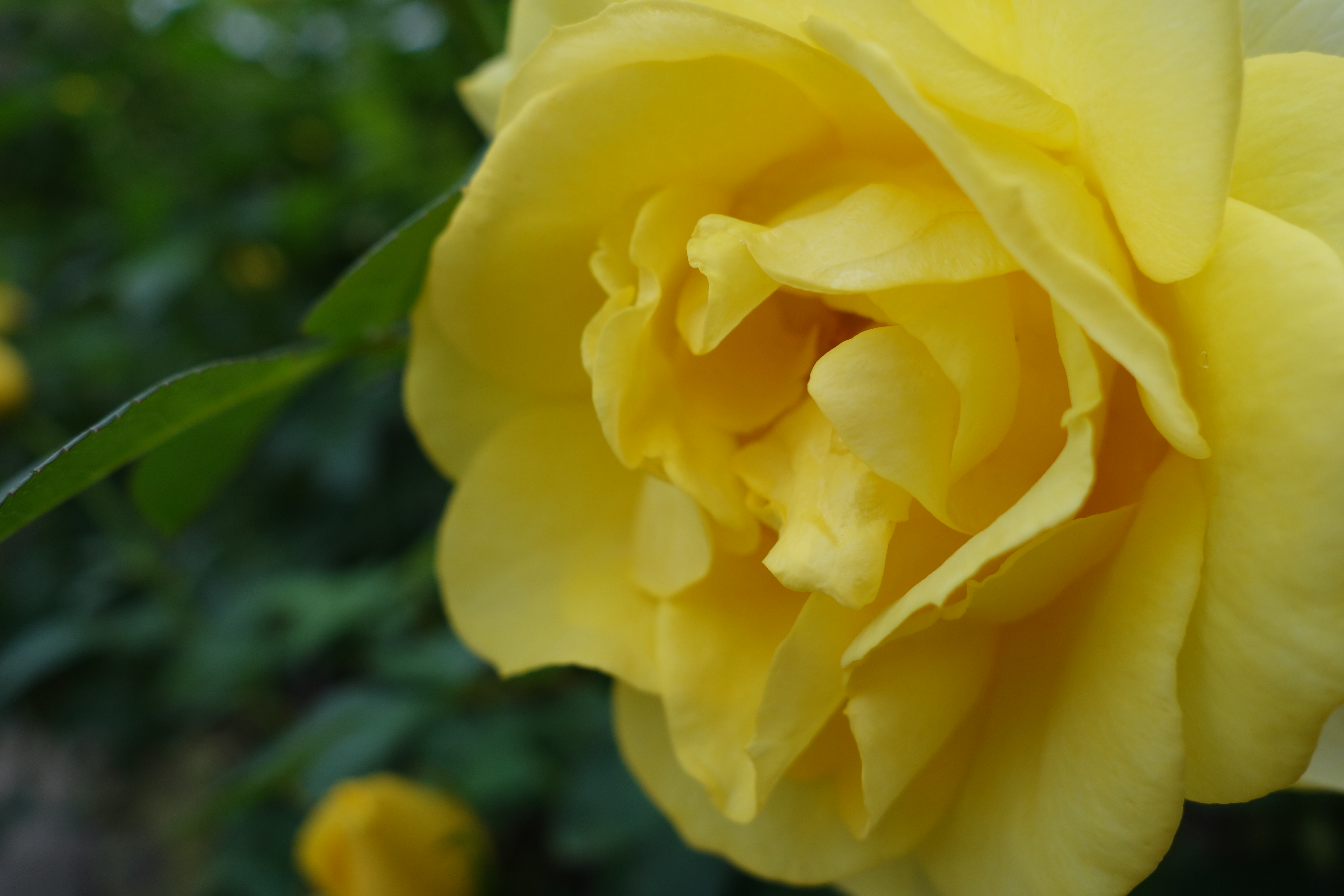 DSC-QX100 / 5,472×3,648 / ISO160 / F4 / 1/200秒 / 10.4mm（28mm相当）