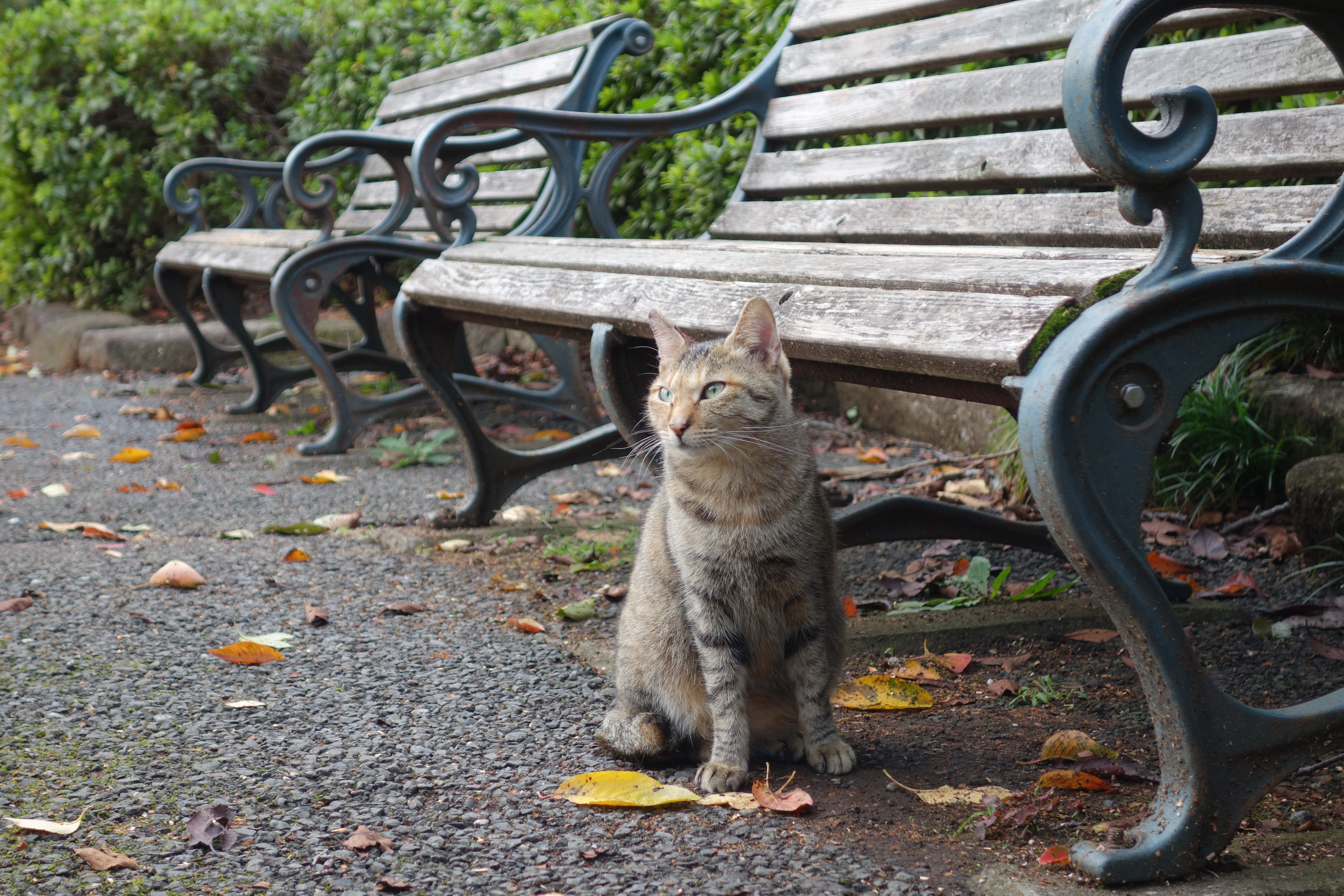 DSC-QX100 / 5,472×3,648 / ISO320 / F4 / 1/80秒 / 25.3mm（68mm相当）