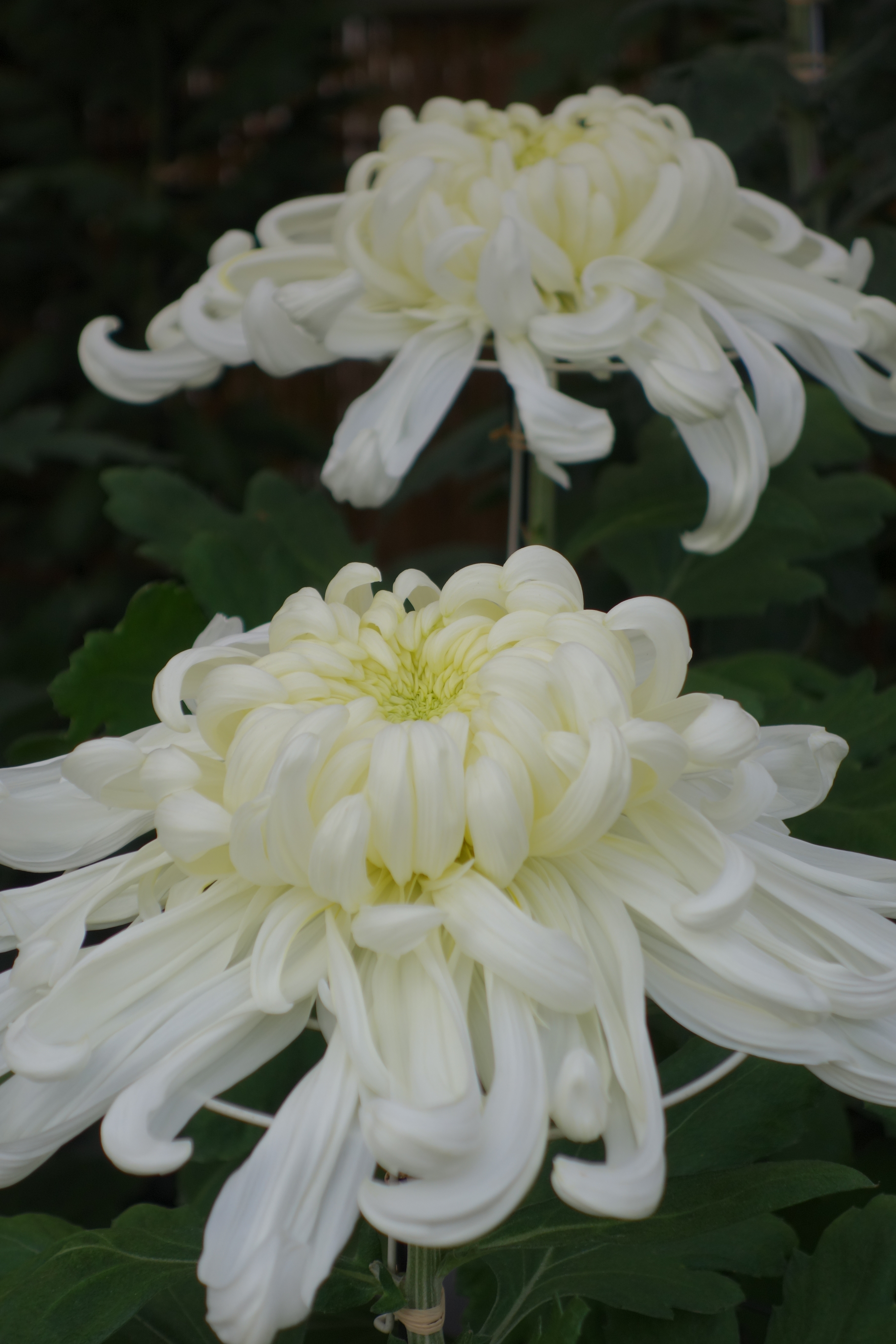 DSC-QX100 / 3,648×5,472 / ISO160 / F4.9 / 1/640秒 / 37mm（100mm相当）