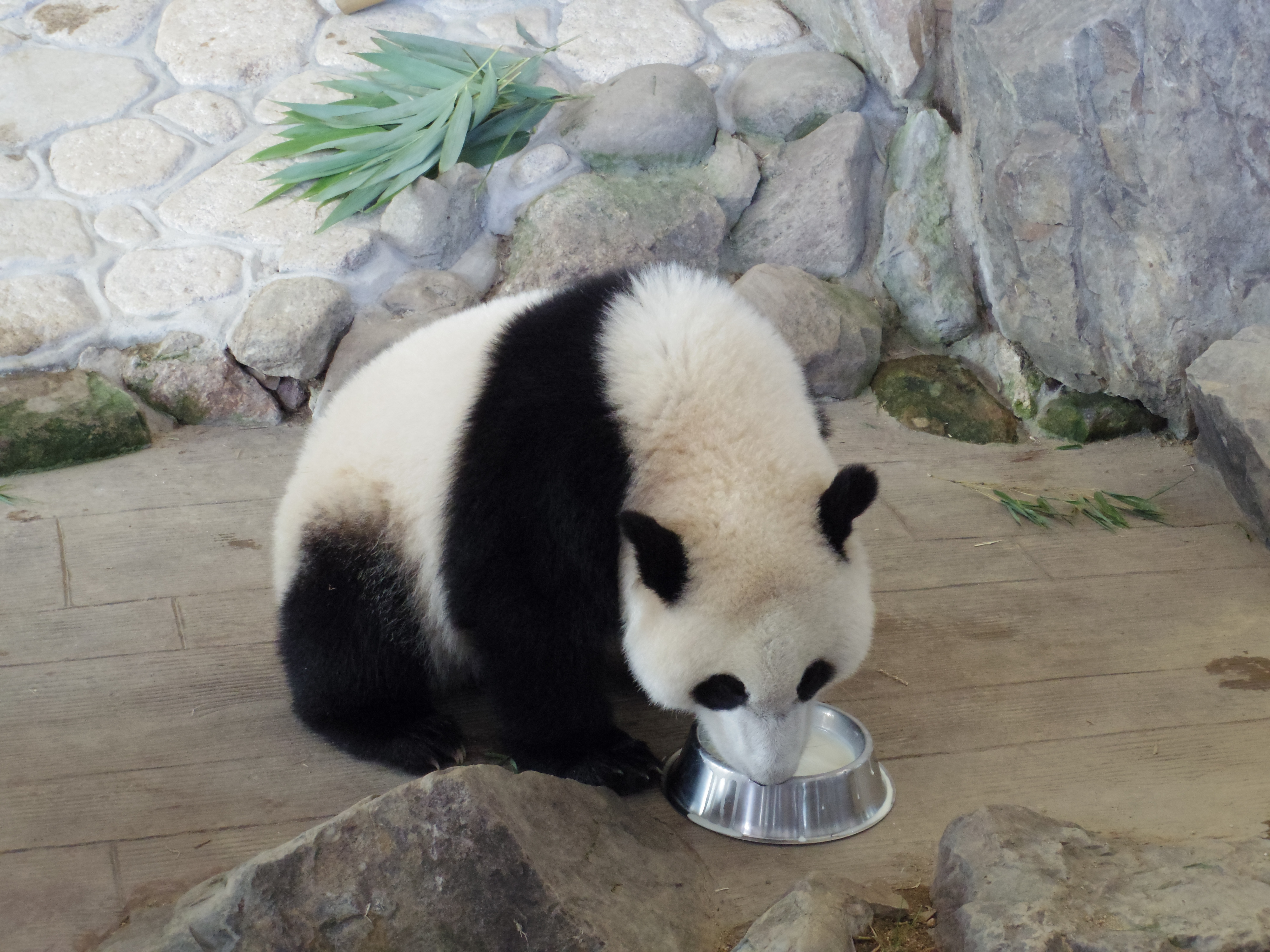 一心不乱にミルクを飲む優浜。アドベンチャーワールドで生まれたパンダの名前には“浜”の文字が入っているそうです。02 STANDARD ZOOM / 1/100秒 / F4.5 / 0EV / ISO1250 / 絞り優先AE / WB：オート / 15mm