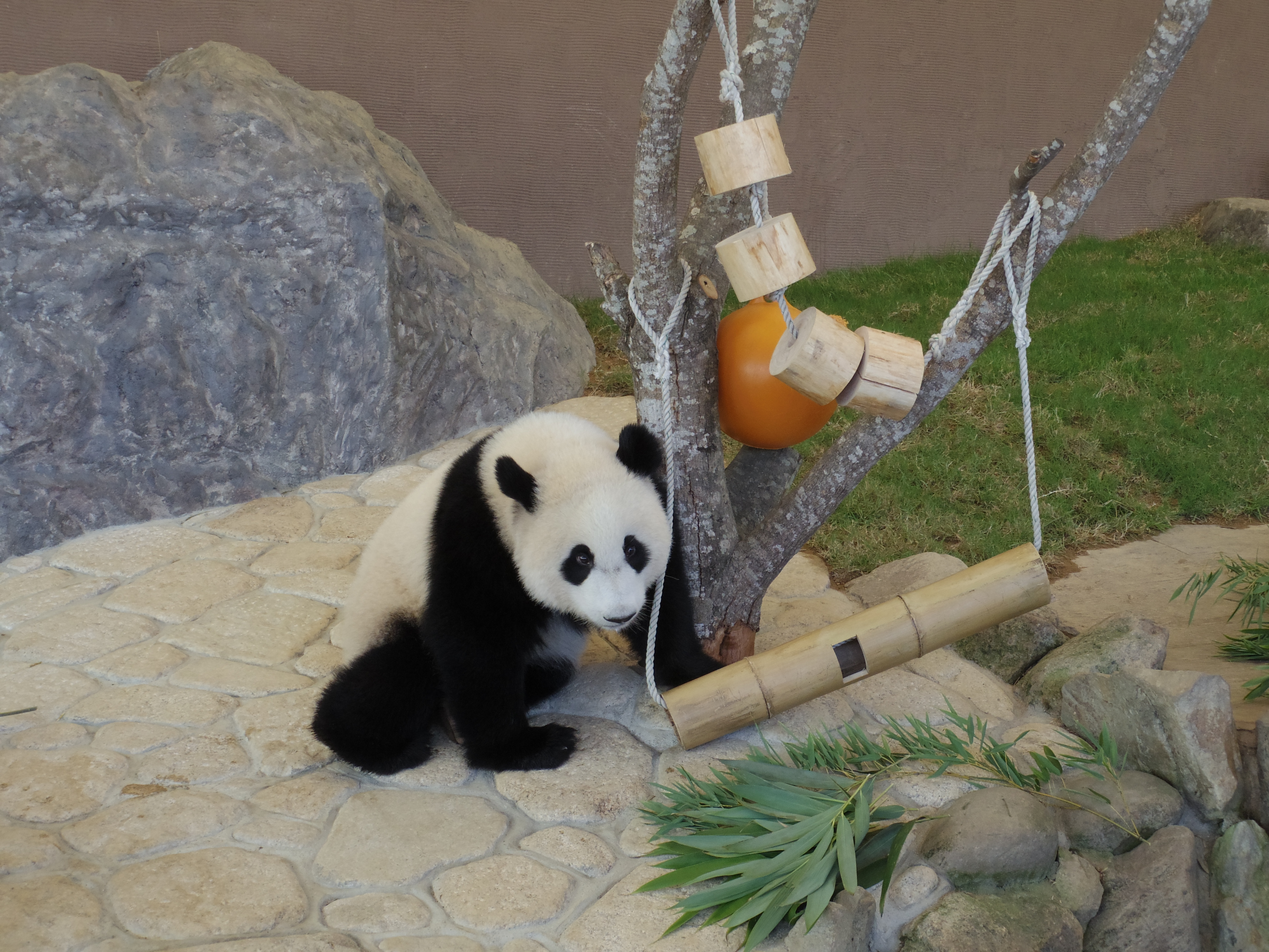 食後のひと遊び。つぶらな瞳もしっかり写りました! 02 STANDARD ZOOM / 1/100秒 / F4.5 / 0EV / ISO320 / 絞り優先AE / WB：オート / 14.9mm