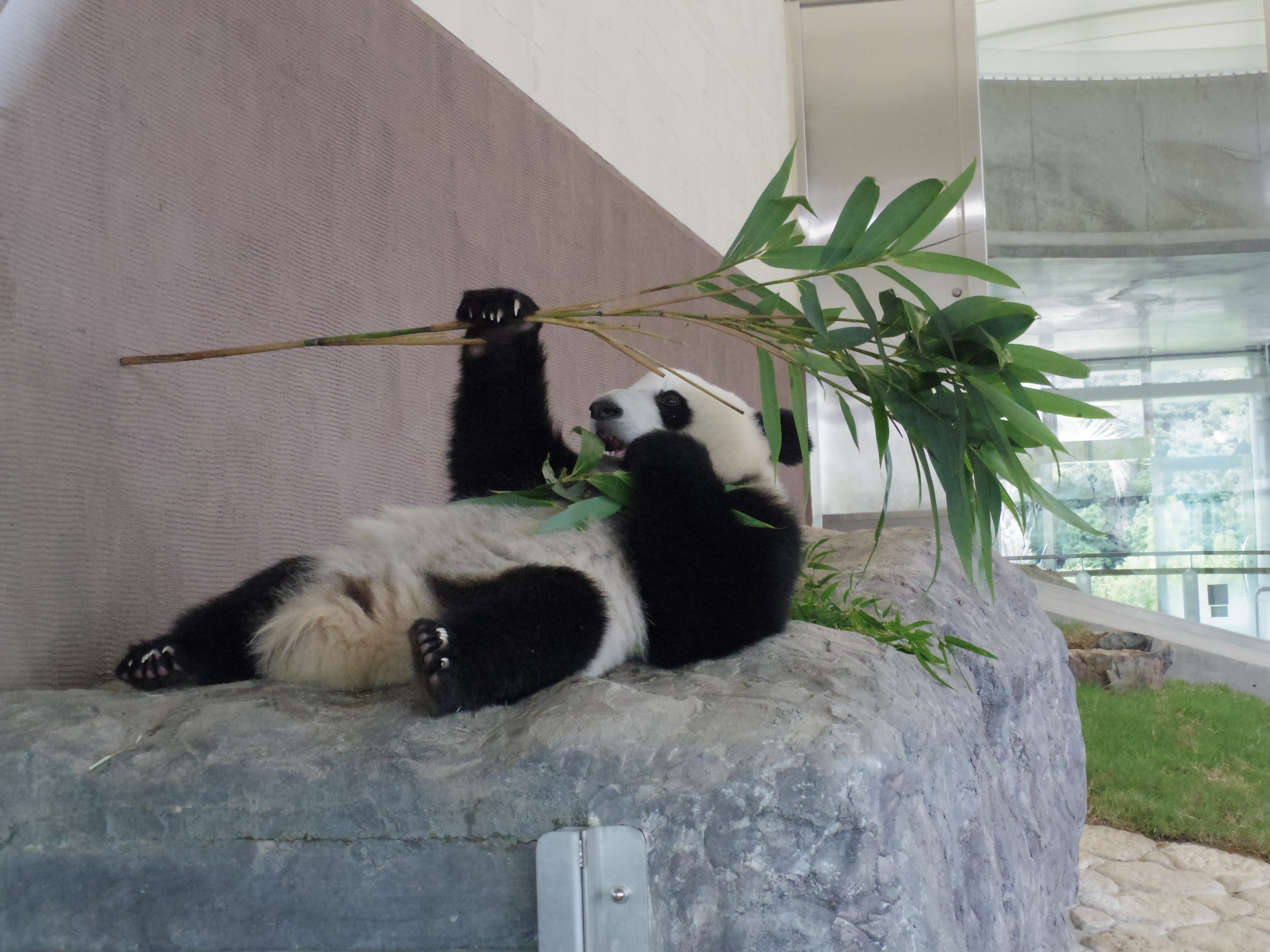 竹も食べます。結構ダイナミックな音を立てて食べていました。02 STANDARD ZOOM / 1/100秒 / F4.5 / 0EV / ISO1600 / 絞り優先AE / WB：オート / 14.6mm