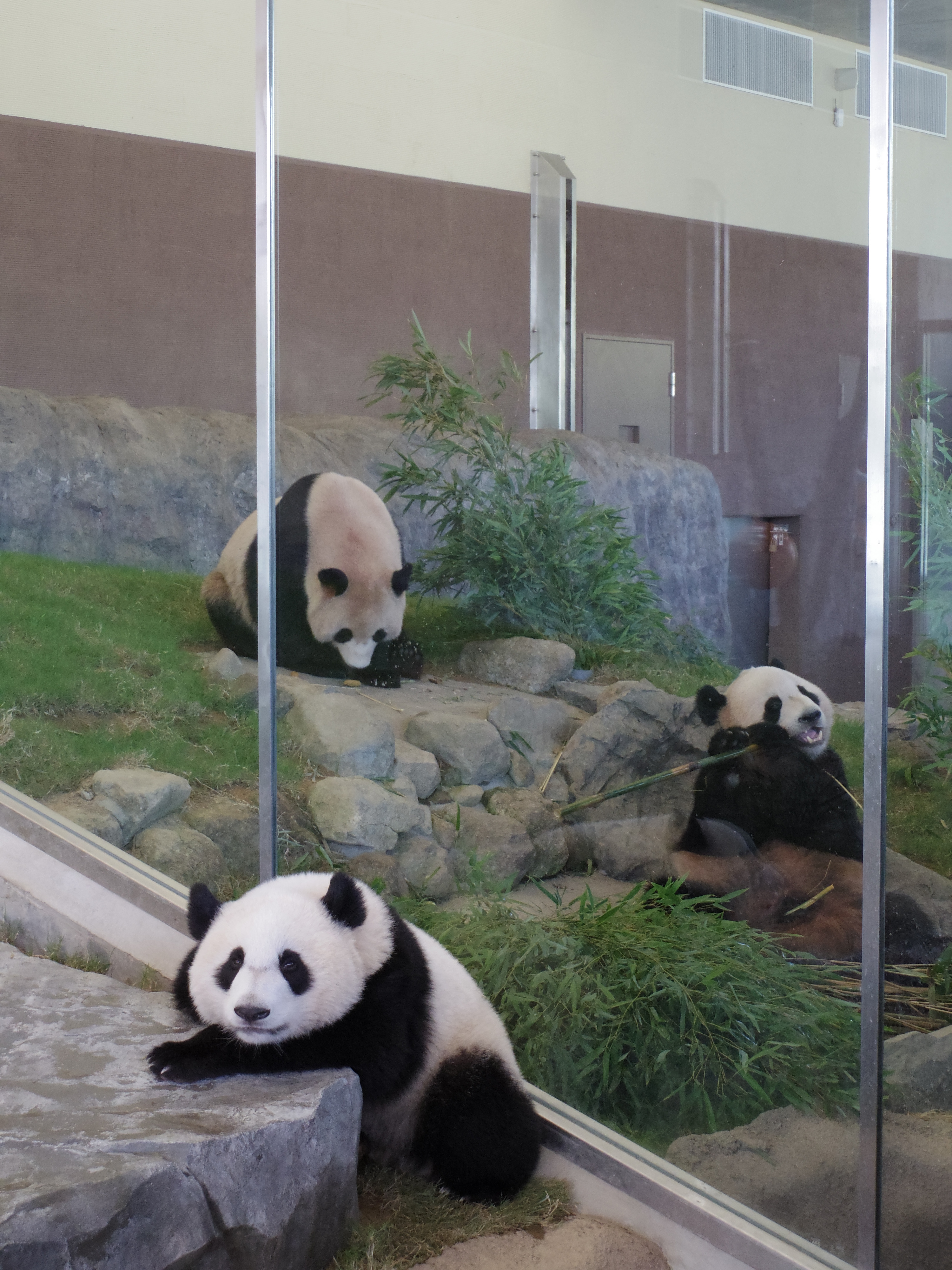 お隣の部屋には海浜と陽浜が。あちらはマイペースにお食事中です。02 STANDARD ZOOM / 1/80秒 / F4.5 / 0EV / ISO640 / 絞り優先AE / WB：オート / 14.4mm