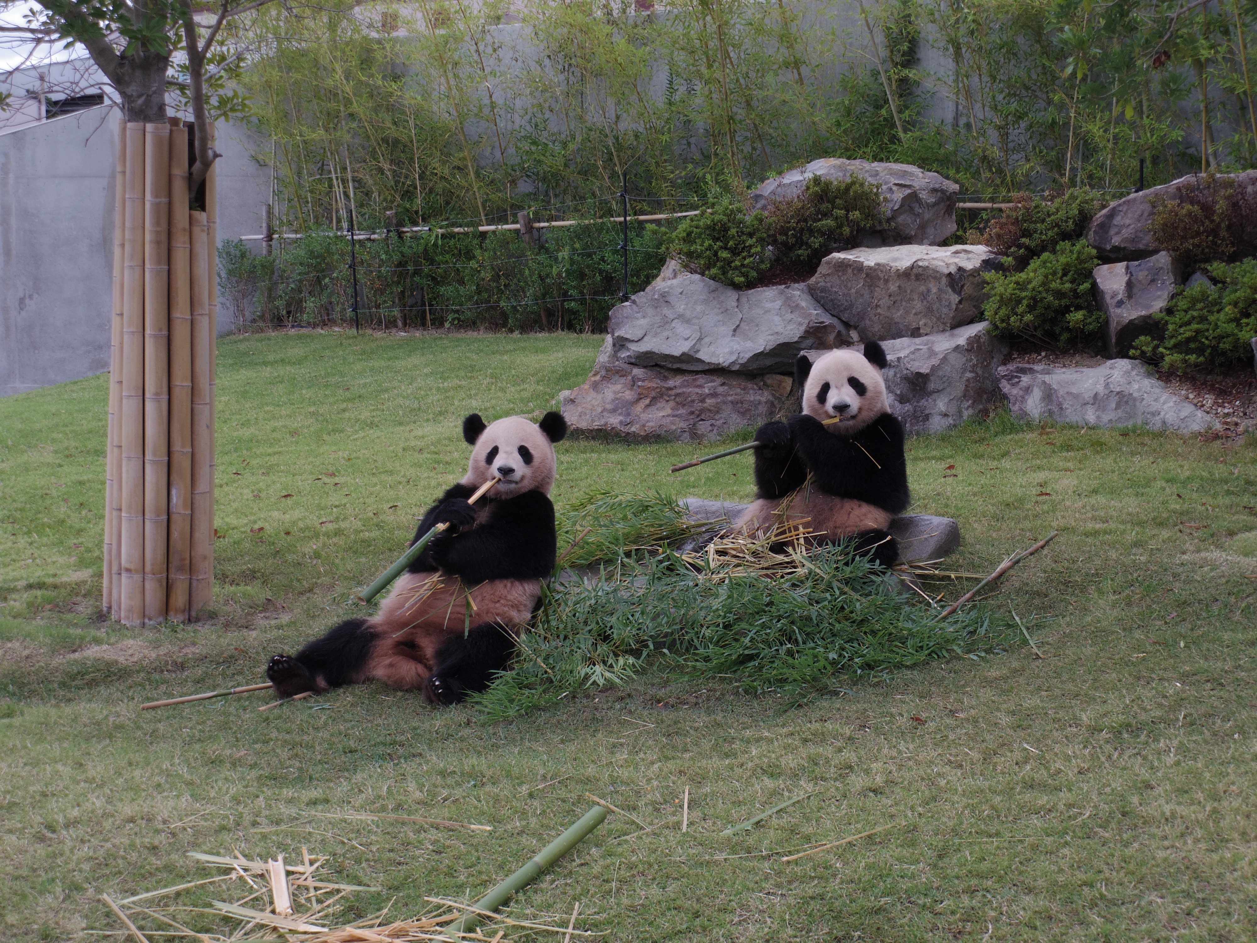 パンダラブの屋外運動場でバリバリと音を立てて竹を噛む海浜と陽浜。台風が接近した日だったので小雨が降っていました。02 STANDARD ZOOM / 1/125秒 / F4.5 / 0EV / ISO100 / 絞り優先AE / WB：オート / 14.9mm