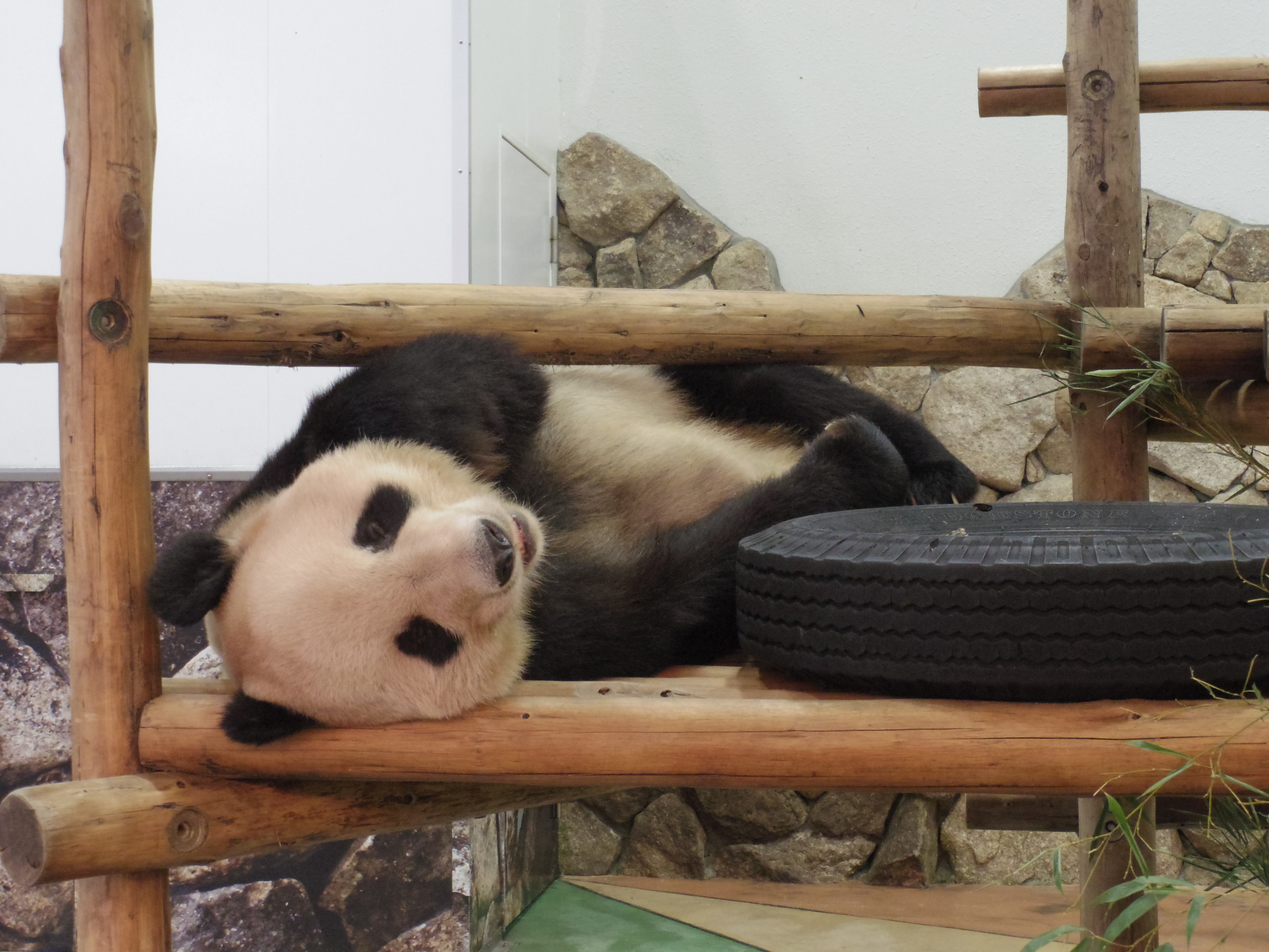こちらはパパとママパンダがいるブリーディングセンター。ガラス越しですが距離は近いです! 02 STANDARD ZOOM / 1/100秒 / F4.5 / 0EV / ISO1250 / 絞り優先AE / WB：オート / 14.8mm