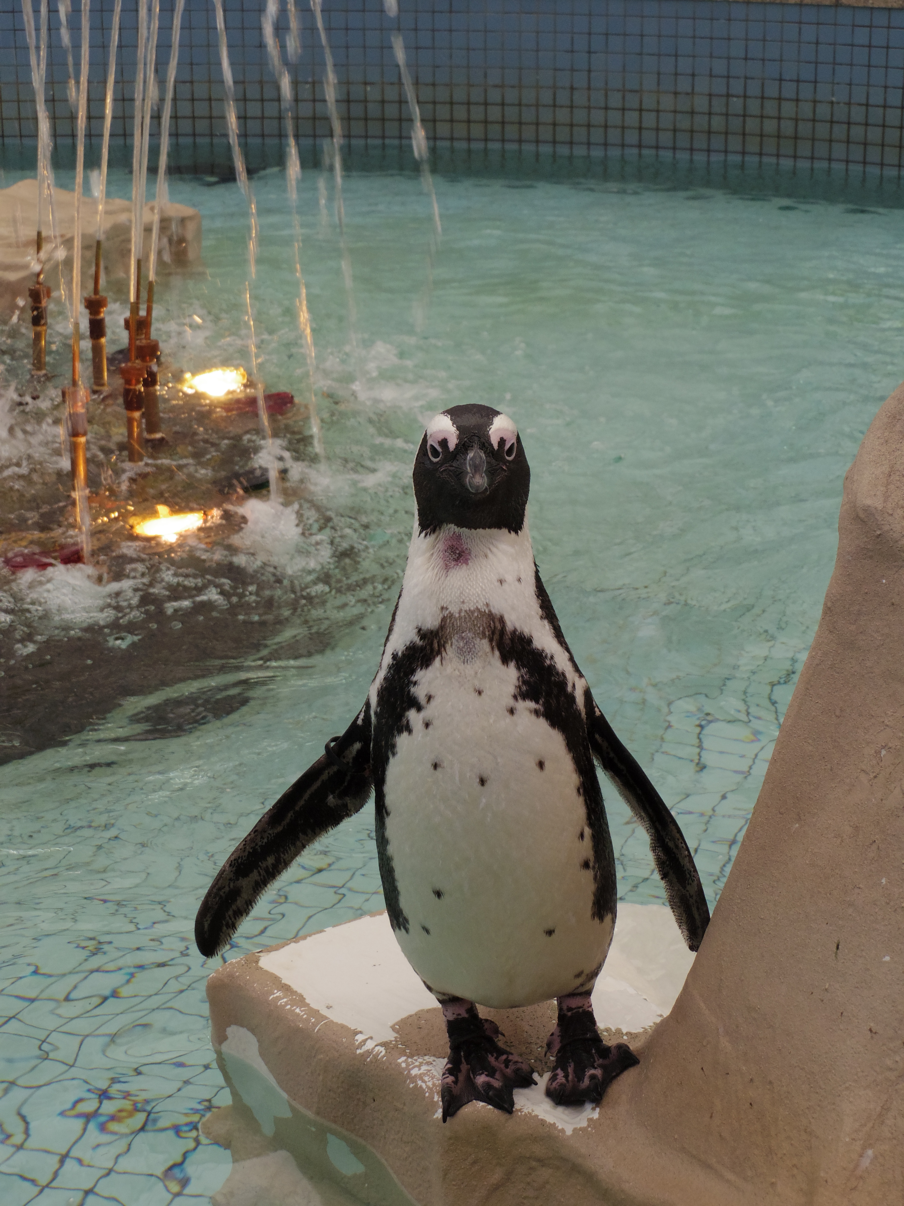 入場してすぐの噴水にはペンギンが放し飼い状態にされていてビックリしました! 02 STANDARD ZOOM / 1/80秒 / F4.5 / 0EV / ISO400 / 絞り優先AE / WB：オート / 14mm