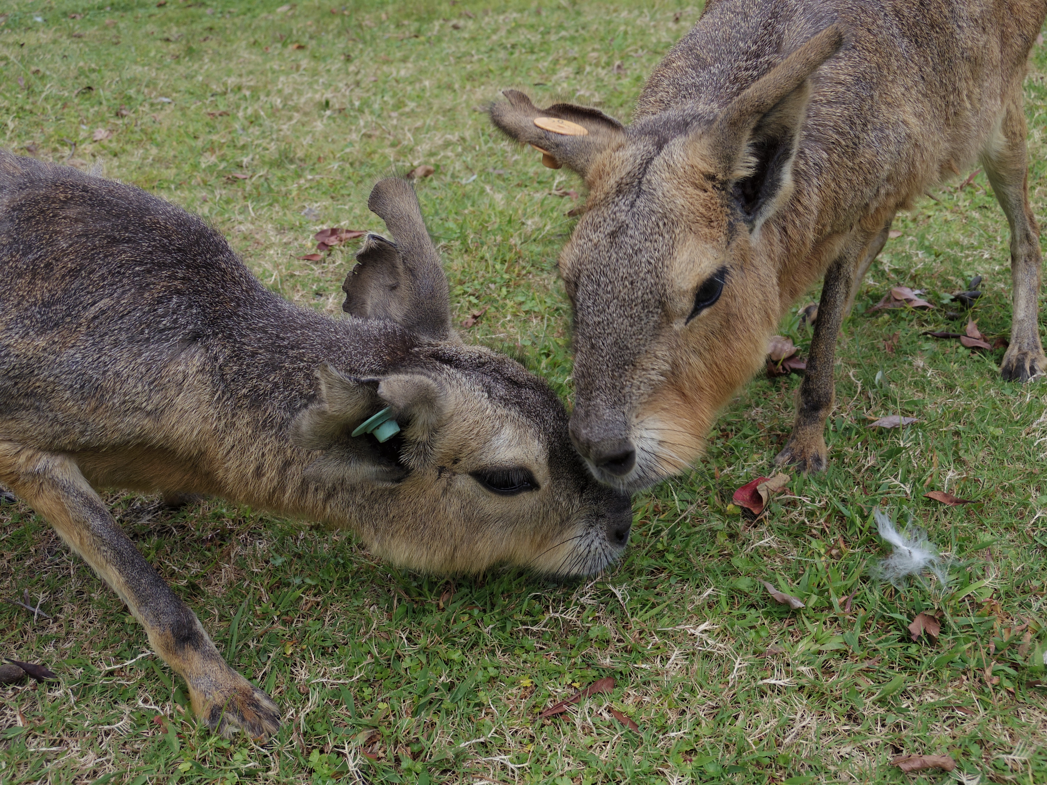 ふれあい広場の動物たちはみんなフレンドリー。あぁ、エサを持っているからか……。02 STANDARD ZOOM / 1/500秒 / F4 / 0EV / ISO100 / 絞り優先AE / WB：オート / 8.5mm