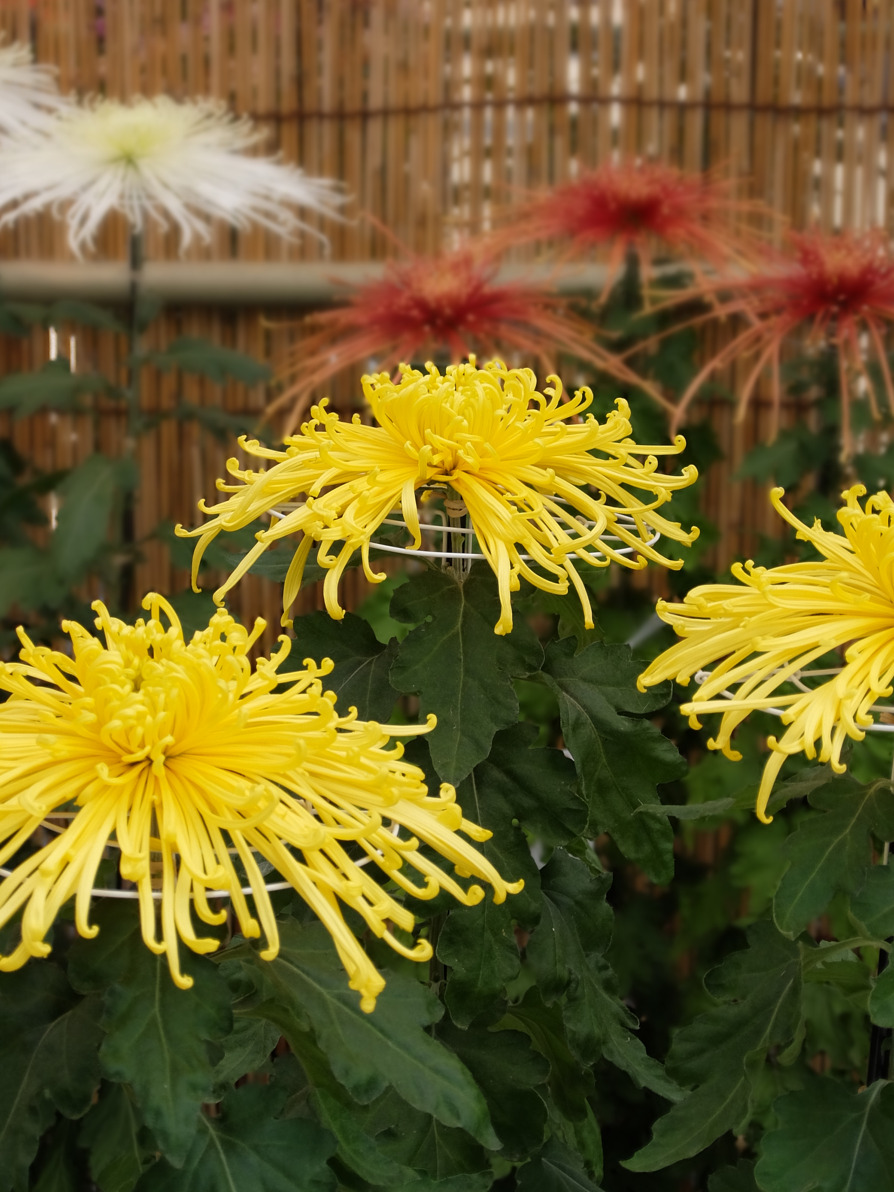 ぼかしコントロール使用